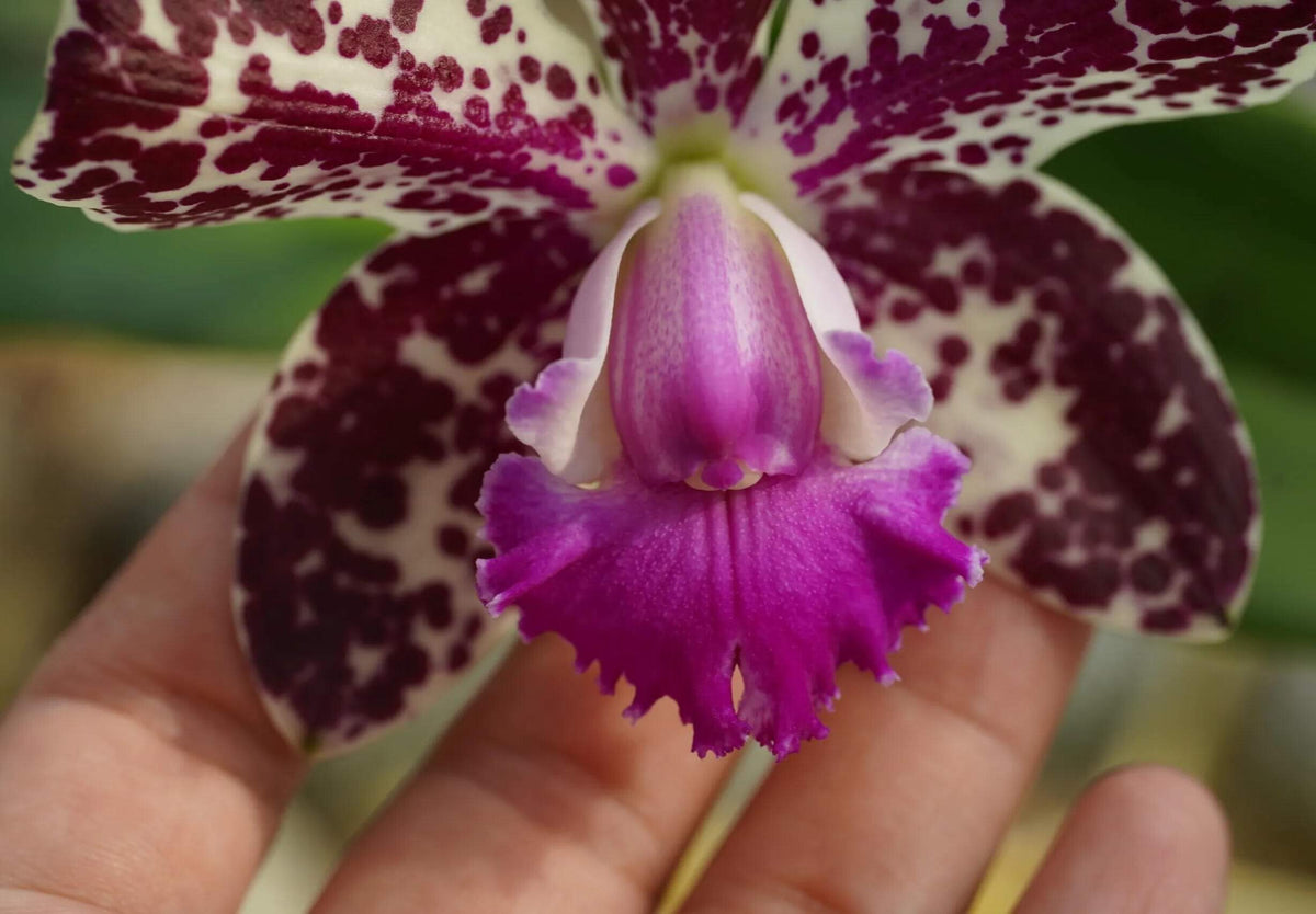Cattleya Vigour Leopard King is a complex Cattleya hybrid bred for distinctive floral coloration and patterning. Its parentage combines Vigour Black Penny with Thospol Spot, bringing together selected Cattleya breeding lines associated with richly colored flowers and contrasting markings. As with other complex hybrids, the exact flower color, spotting, shape and size can vary depending on the individual seedling.