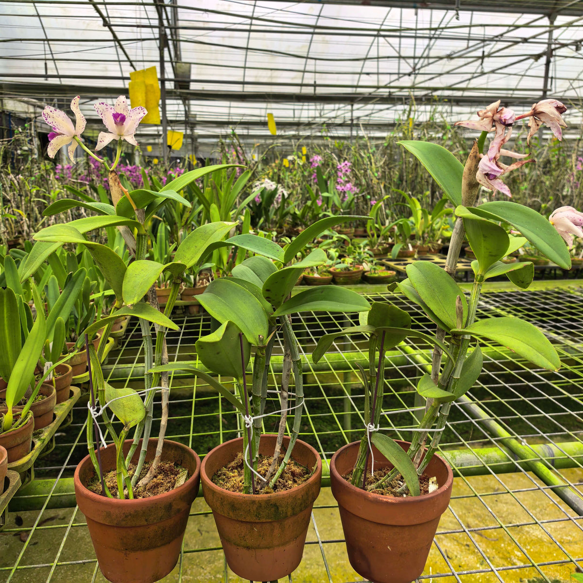 Cattleya amethystoglossa Aurea Fred x Self