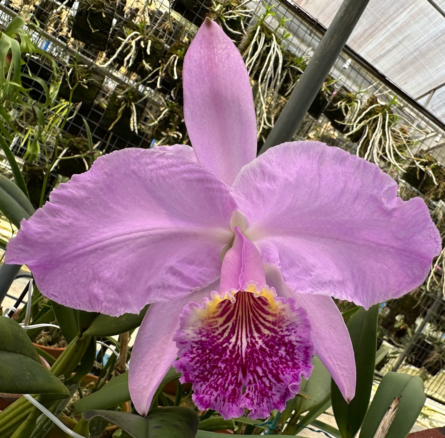 Cattleya lueddemanniana 'Arthur Chadwick' AM/AOS is one of the most celebrated classic clones of this iconic Venezuelan species, renowned for its exceptional flower size, outstanding form, and historical significance. Originally imported as a wild-collected plant in 1935, it produces remarkably large, intensely fragrant lavender flowers with broad, well-rounded petals and the species' characteristic large, richly colored, ruffled lip highlighted by a brilliant golden-yellow throat.