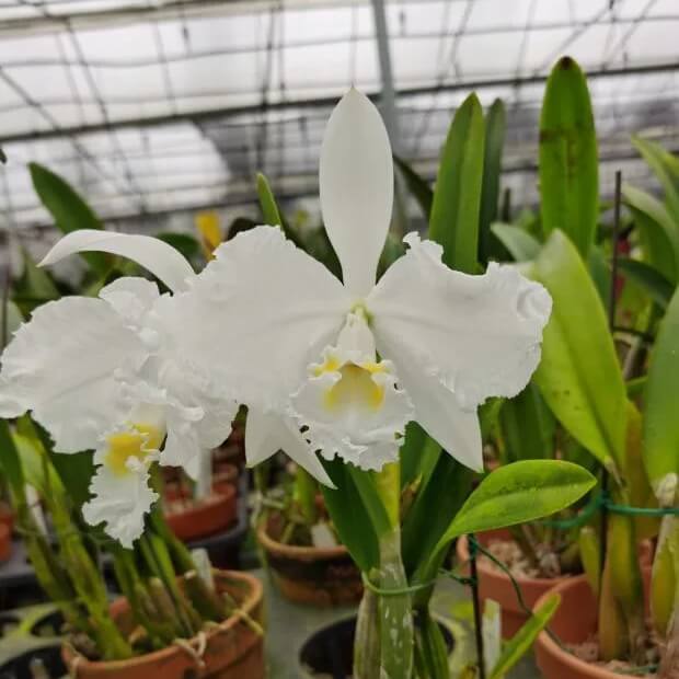 Cattleya lueddemanniana var. alba × sib refers to seedlings produced by crossing two alba-flowered forms of the species, resulting in offspring selected for their pure white coloration, excellent flower shape, and strong vigor. While individual seedlings may vary, many produce large, intensely fragrant blooms with pristine white sepals and petals, accompanied by a white to pale cream lip highlighted by a bright golden-yellow throat.