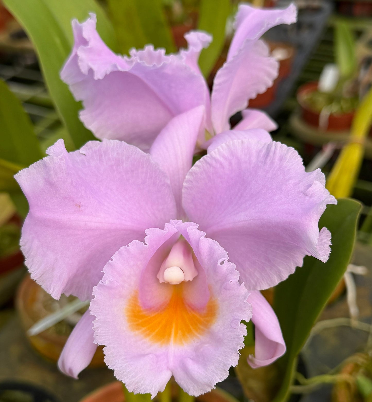 Cattleya schroederae 'Arista' 4N