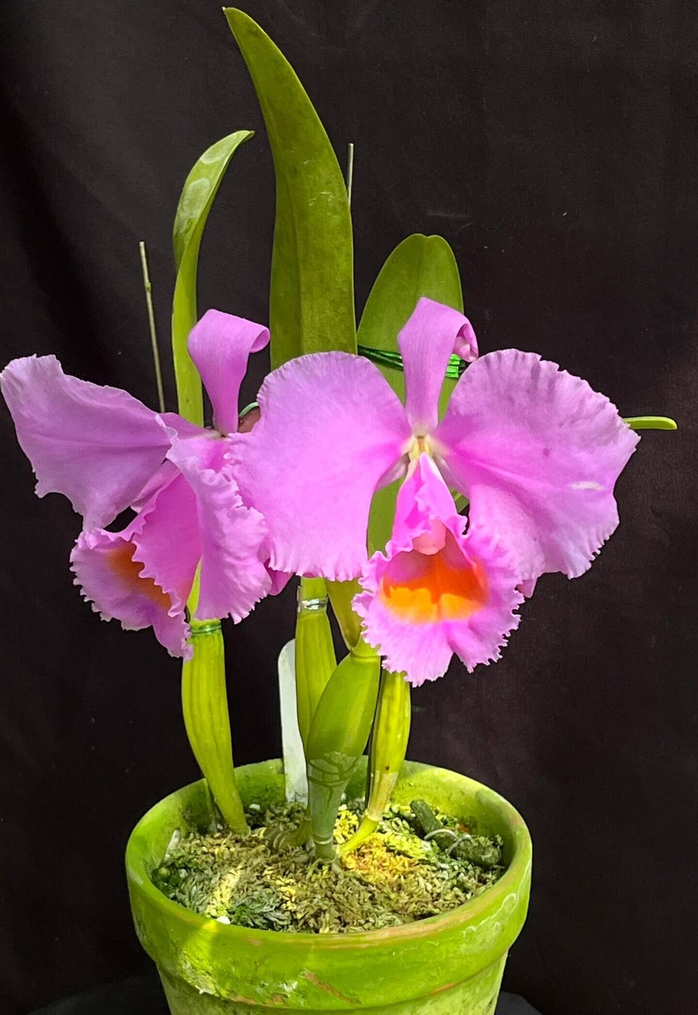 Cattleya schroederae 'Dark Rose' 4N