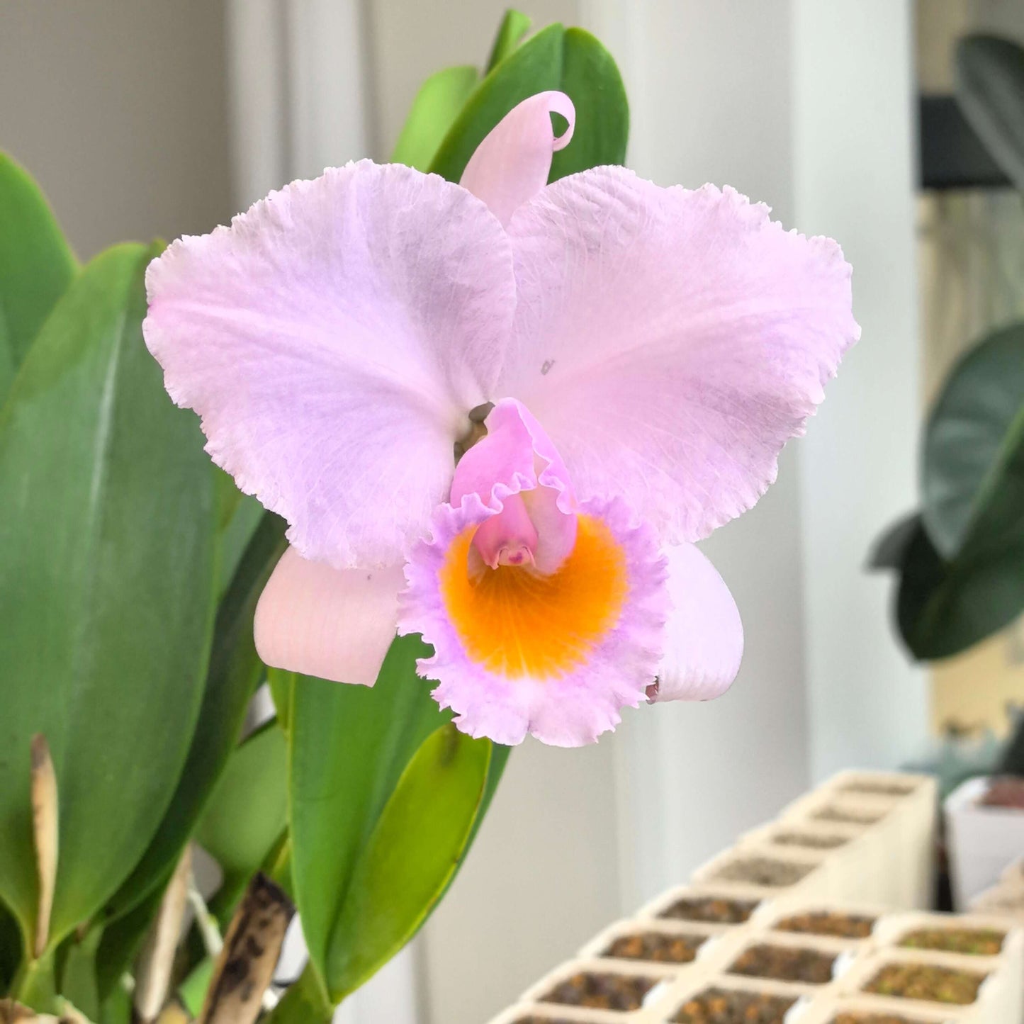 Cattleya schroederae 'Moon Light'