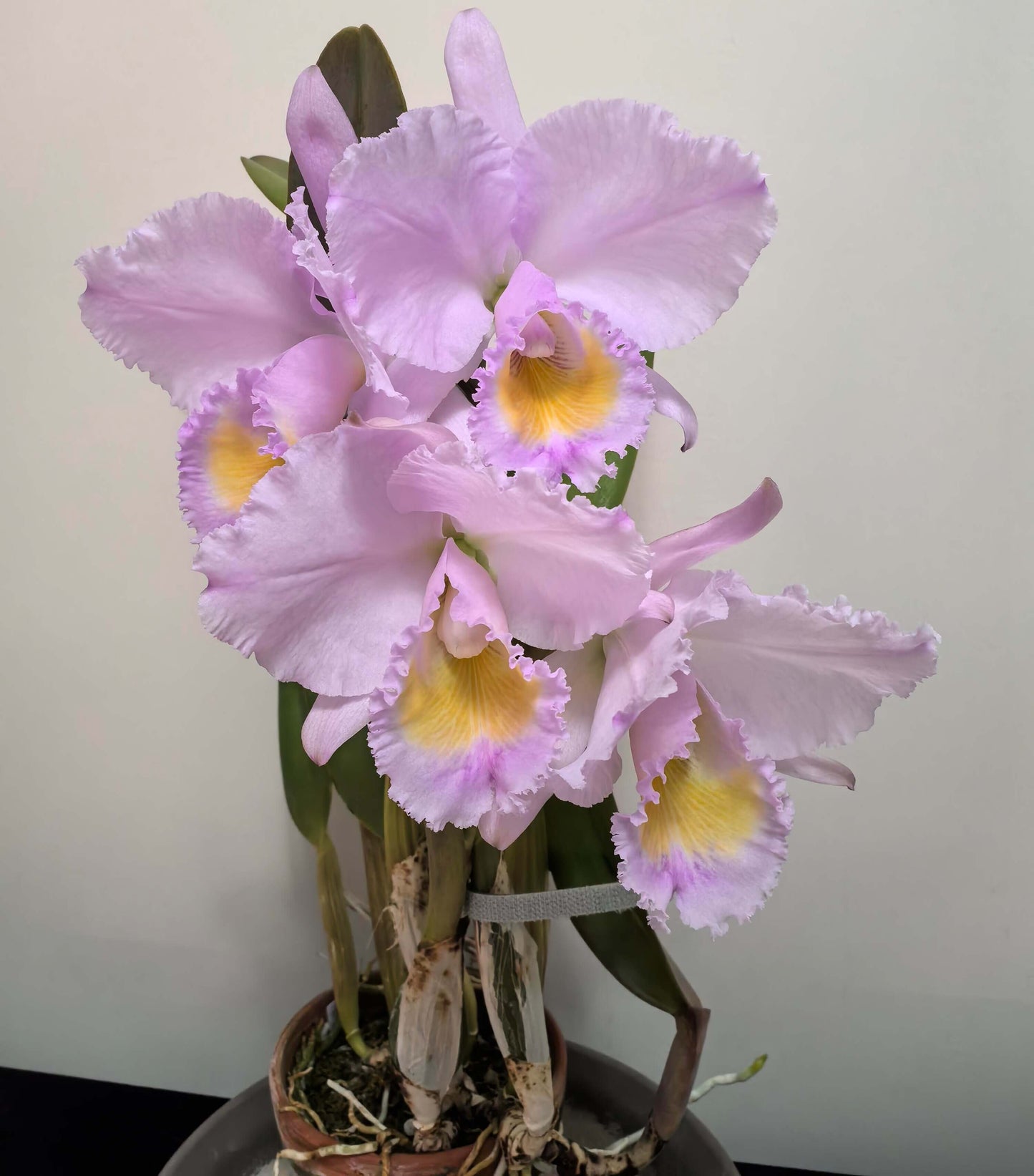 Cattleya trianae concolor 'Orion' is a highly prized clone of Colombia's national orchid, admired for its harmonious, almost monochromatic coloration and refined flower form. In the concolor form, the sepals, petals, and lip display closely related shades of lavender, lilac, rose-purple, or soft mauve, creating a balanced and elegant appearance rather than the strong contrast seen in typical forms.