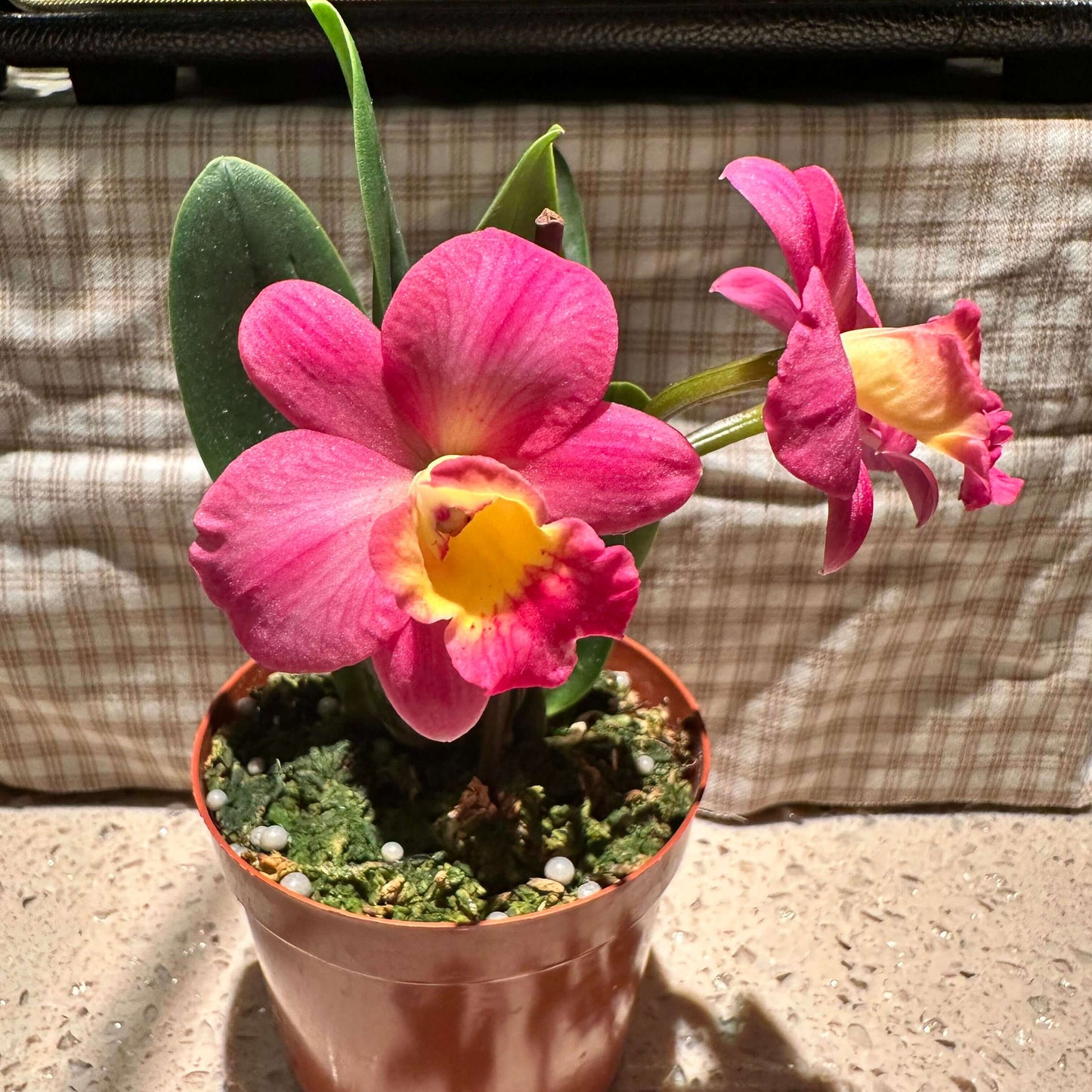 Cattlianthe Chief Berry is an orchid hybrid in the Cattlianthe genus (abbreviated Ctt.), a cross between Cattlianthe Sunrise Doll and Cattleya Love Castle. This hybrid typically produces compact (miniature) plants with round pink flowers featuring a bright yellow throat, often blooming more than once per year in spring and fall. Its small size and attractive blooms make it a popular choice for collectors of smaller Cattleya‑alliance orchids.