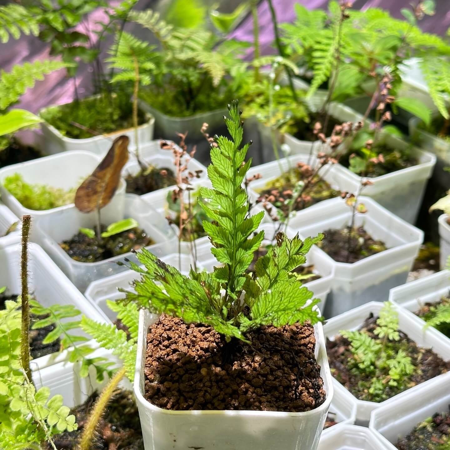 Cephalomanes sumatranum is a rare epiphytic fern belonging to the Hymenophyllaceae family, native to Southeast Asia, particularly Indonesia.