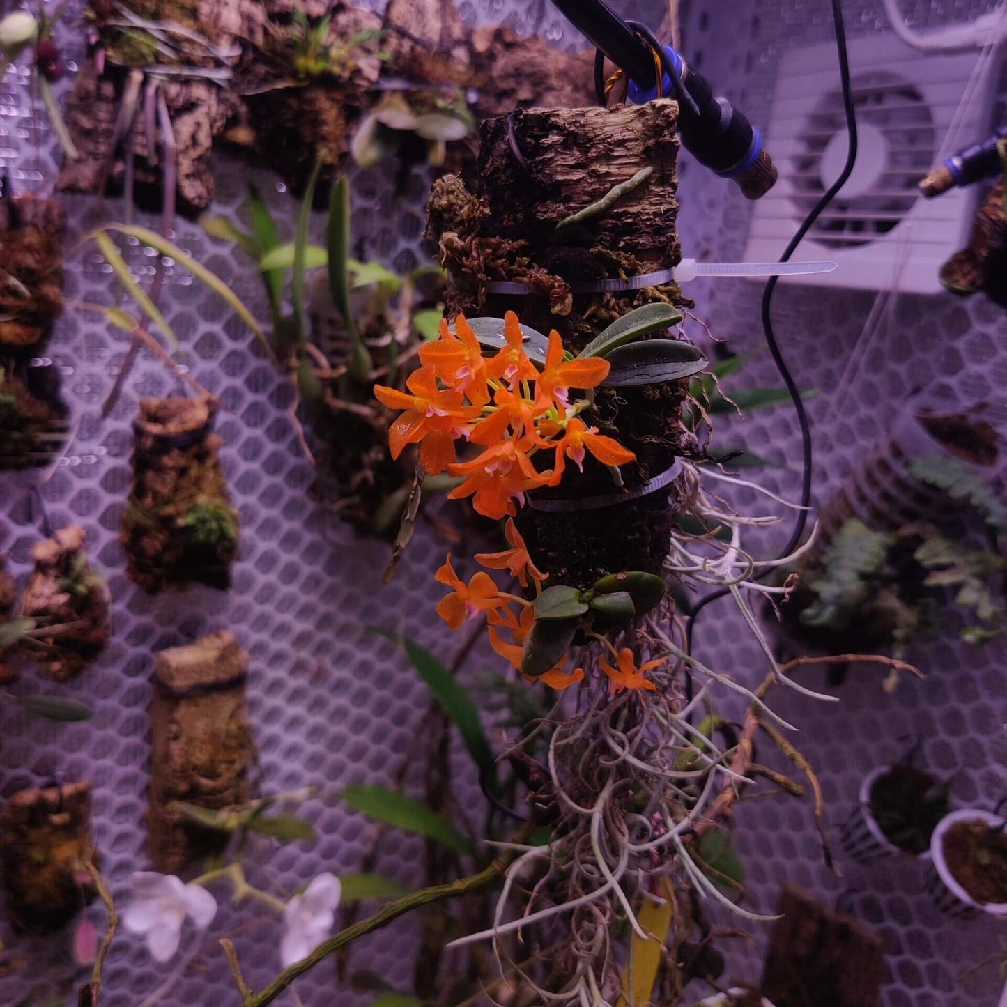 Ceratocentron fesselii is a rare miniature orchid native to the highlands of Luzon Island in the Philippines. With its bright orange flowers and compact growth, it requires specific care conditions, including high humidity, bright indirect light, and a well-draining substrate. Due to its specialized habitat needs, it is best suited for cultivation in controlled environments such as terrariums or vivariums.