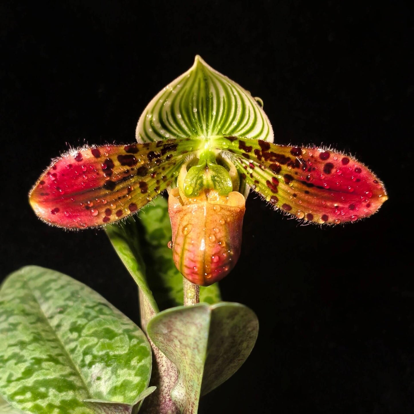 Paphiopedilum venustum is native to Eastern Nepal, northeastern Bangladesh, South Tibet, and parts of northeastern India, including Assam and Bhutan. It is typically found at elevations of 300–1,600 m in shaded, humid habitats such as cliffs above streams, humus-rich gullies, steep loamy slopes, and the bases of trees.