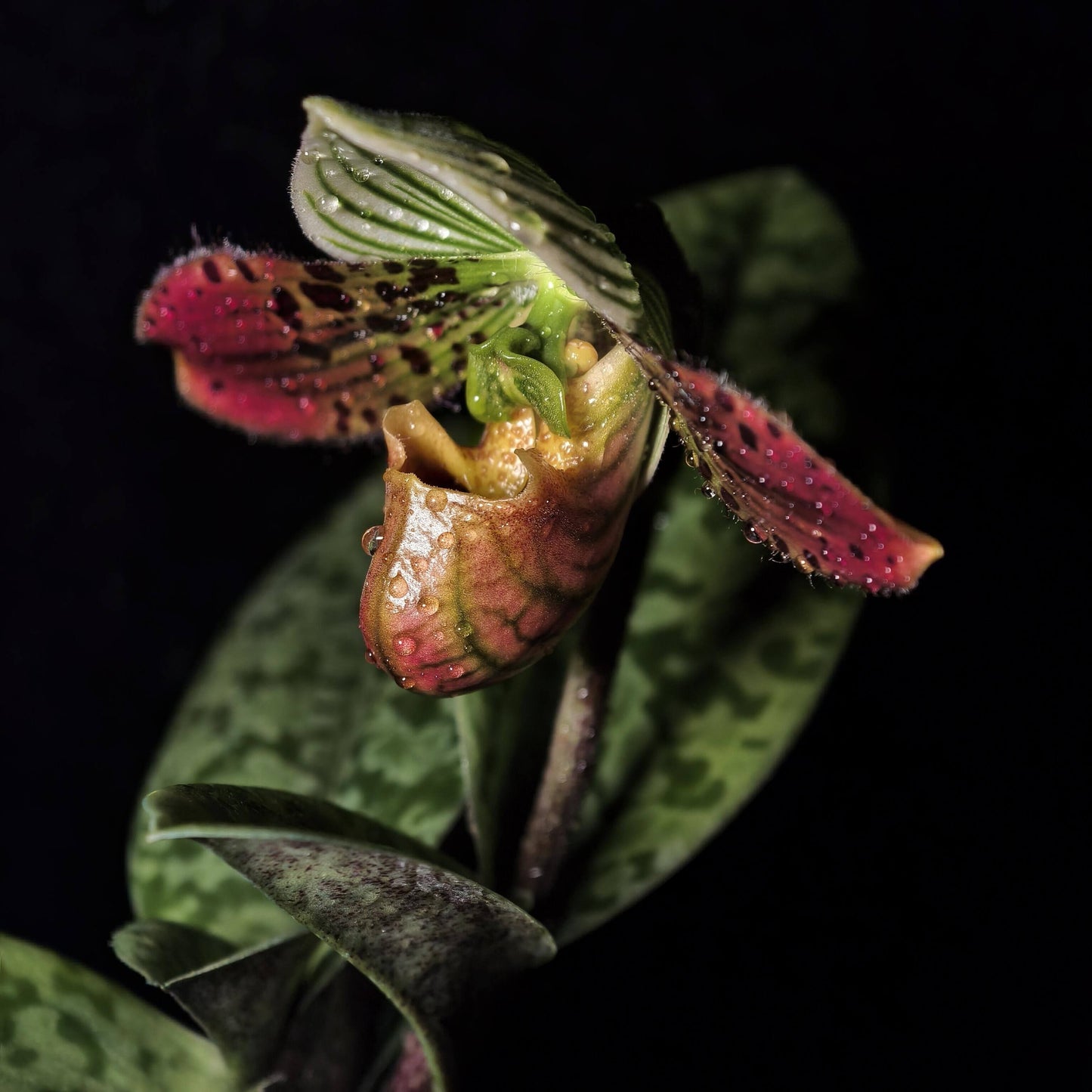 Paphiopedilum venustum is native to Eastern Nepal, northeastern Bangladesh, South Tibet, and parts of northeastern India, including Assam and Bhutan. It is typically found at elevations of 300–1,600 m in shaded, humid habitats such as cliffs above streams, humus-rich gullies, steep loamy slopes, and the bases of trees.