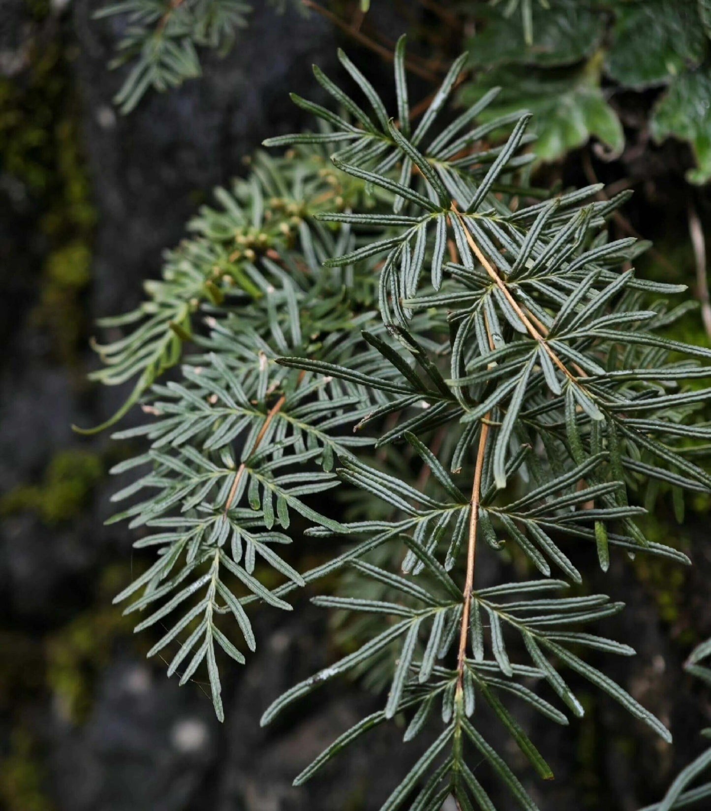 Cheilanthes smithii is a lithophytic fern native to tropical and subtropical regions of Asia, including southern China, northern Vietnam, and parts of India. Known for its remarkable drought tolerance, this fern thrives in dry, rocky environments. However, it also adapts well to high humidity, making it suitable for rainforests or terrariums.