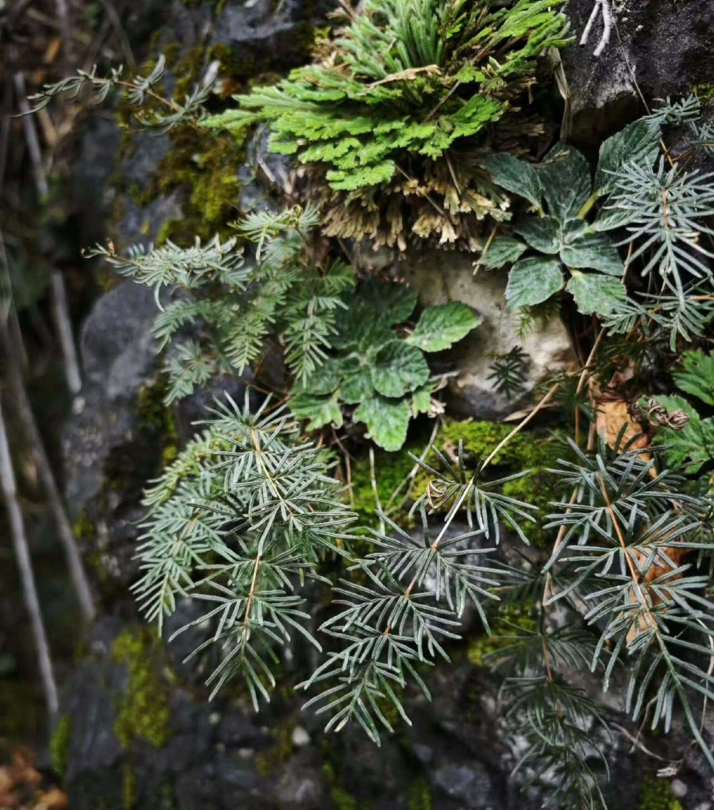 Cheilanthes smithii is a lithophytic fern native to tropical and subtropical regions of Asia, including southern China, northern Vietnam, and parts of India. Known for its remarkable drought tolerance, this fern thrives in dry, rocky environments. However, it also adapts well to high humidity, making it suitable for rainforests or terrariums.