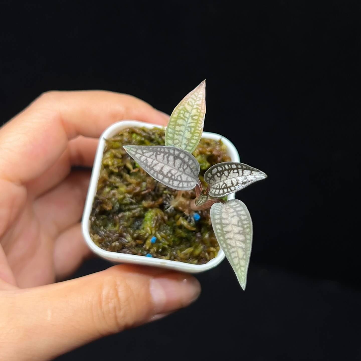 Cheirostylis montana is a rare and captivating jewel orchid native to Southeast Asia, particularly found in Thailand, Malaysia, and Indonesia. Renowned for its delicate white flowers and strikingly patterned foliage, it is a terrestrial orchid that thrives in humid, shaded environments.