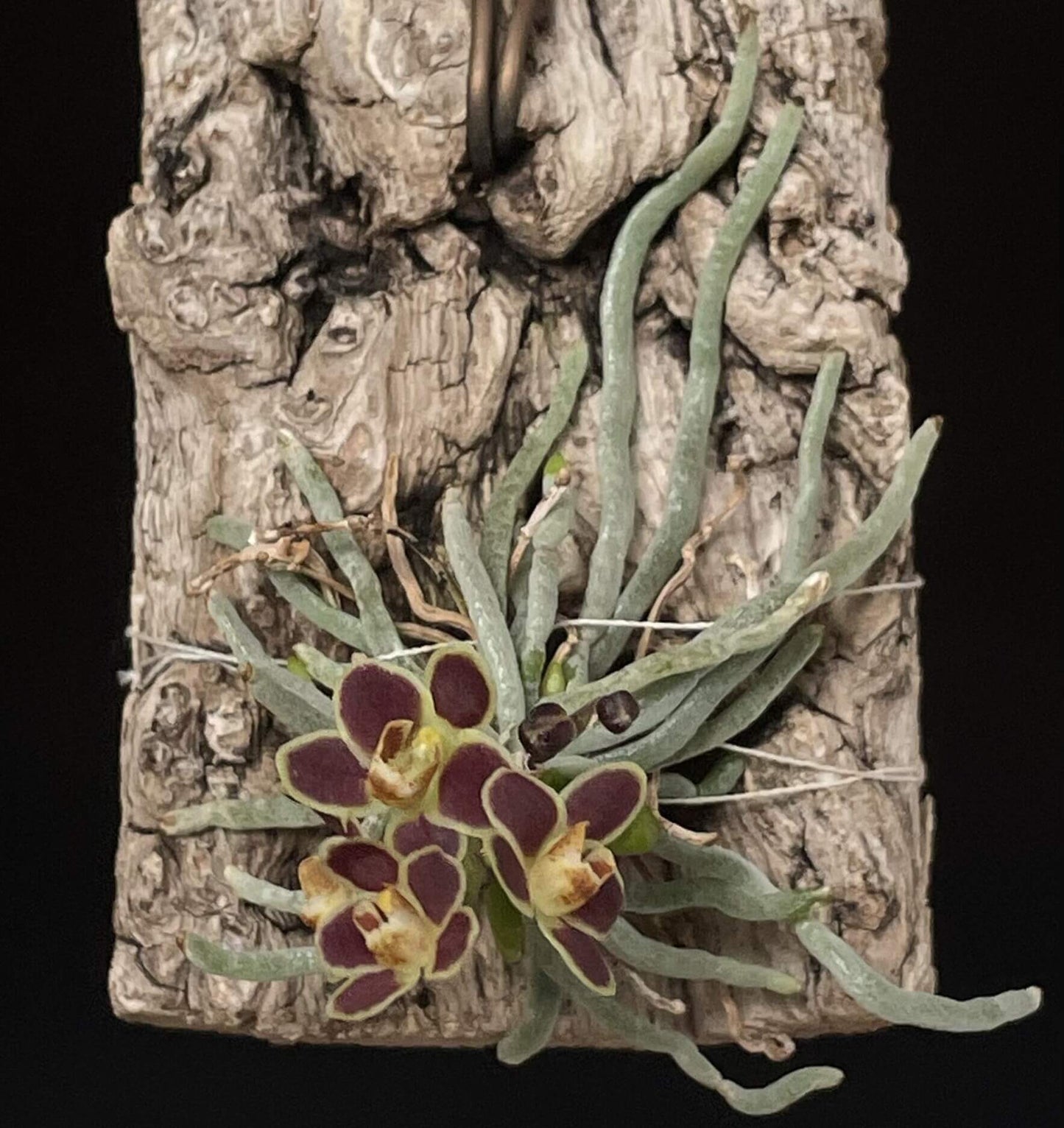 Chiloschista lunifera is a unique, predominantly leafless orchid species within the Vanda/Phalaenopsis alliance, native to the Eastern Himalayas (including Assam), Myanmar, Thailand, Laos, and Northeast India. It typically occurs at altitudes between 150 m and 600–800 m in semi-deciduous forests.
