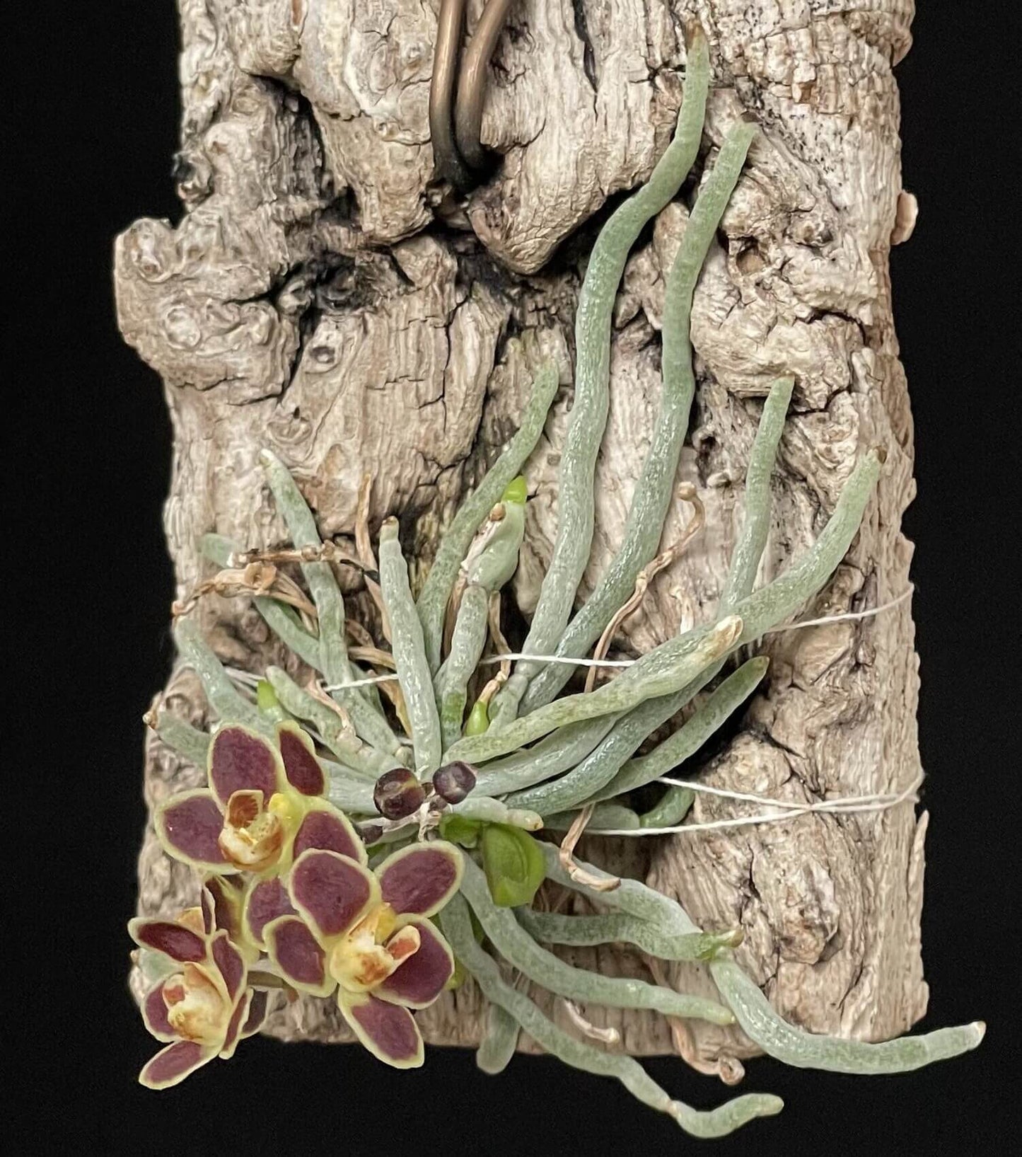 Chiloschista lunifera is a unique, predominantly leafless orchid species within the Vanda/Phalaenopsis alliance, native to the Eastern Himalayas (including Assam), Myanmar, Thailand, Laos, and Northeast India. It typically occurs at altitudes between 150 m and 600–800 m in semi-deciduous forests.