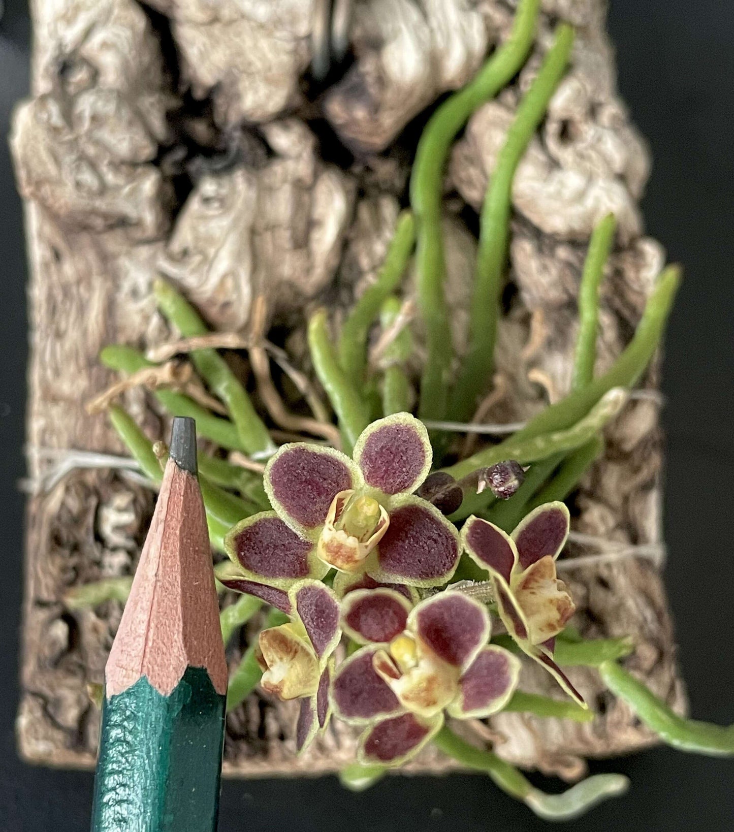 Chiloschista lunifera is a unique, predominantly leafless orchid species within the Vanda/Phalaenopsis alliance, native to the Eastern Himalayas (including Assam), Myanmar, Thailand, Laos, and Northeast India. It typically occurs at altitudes between 150 m and 600–800 m in semi-deciduous forests.