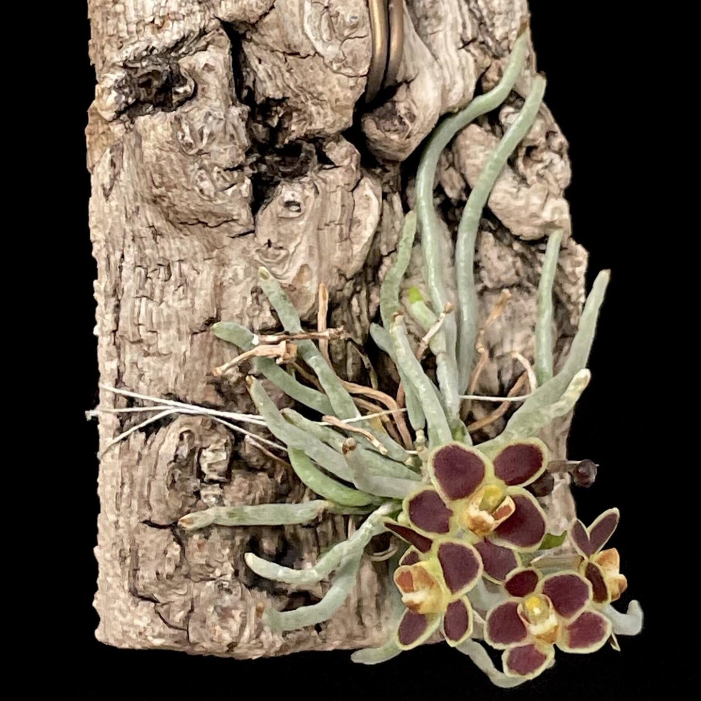 Chiloschista lunifera is a unique, predominantly leafless orchid species within the Vanda/Phalaenopsis alliance, native to the Eastern Himalayas (including Assam), Myanmar, Thailand, Laos, and Northeast India. It typically occurs at altitudes between 150 m and 600–800 m in semi-deciduous forests.