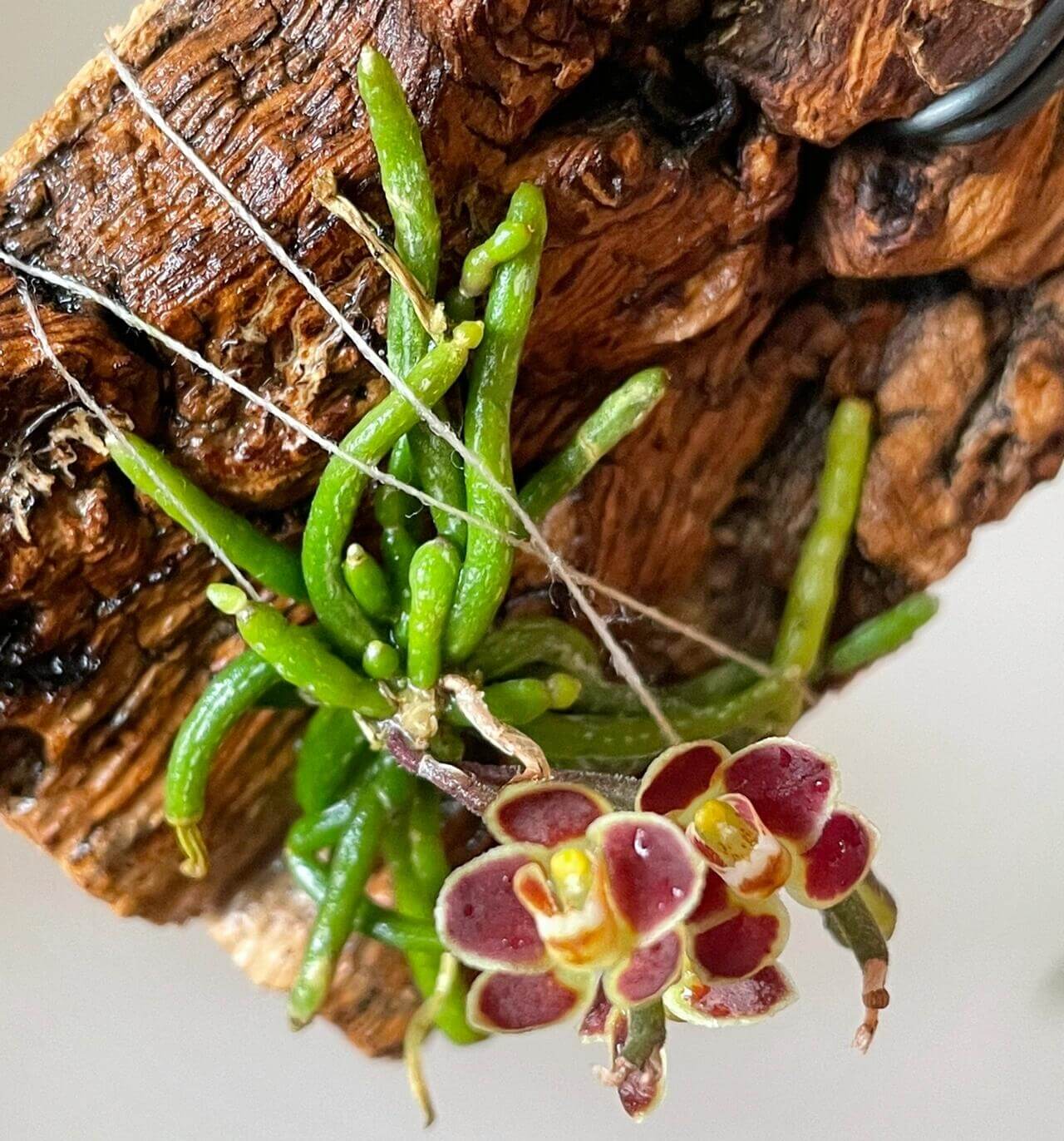 Chiloschista lunifera is a unique, predominantly leafless orchid species within the Vanda/Phalaenopsis alliance, native to the Eastern Himalayas (including Assam), Myanmar, Thailand, Laos, and Northeast India. It typically occurs at altitudes between 150 m and 600–800 m in semi-deciduous forests.