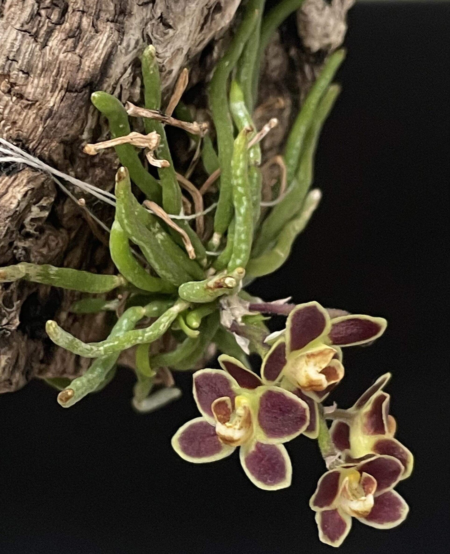 Chiloschista lunifera is a unique, predominantly leafless orchid species within the Vanda/Phalaenopsis alliance, native to the Eastern Himalayas (including Assam), Myanmar, Thailand, Laos, and Northeast India. It typically occurs at altitudes between 150 m and 600–800 m in semi-deciduous forests.