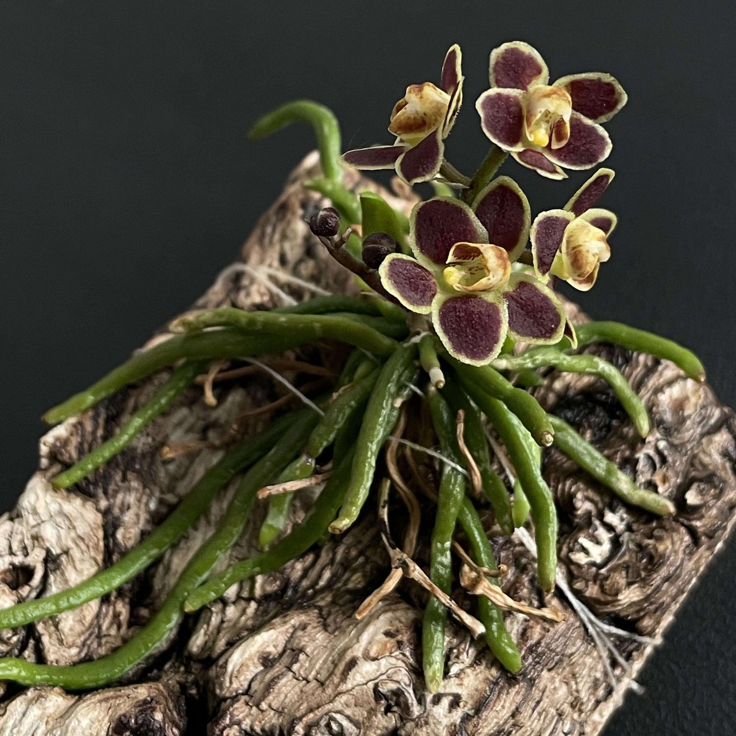 Chiloschista lunifera is a unique, predominantly leafless orchid species within the Vanda/Phalaenopsis alliance, native to the Eastern Himalayas (including Assam), Myanmar, Thailand, Laos, and Northeast India. It typically occurs at altitudes between 150 m and 600–800 m in semi-deciduous forests.