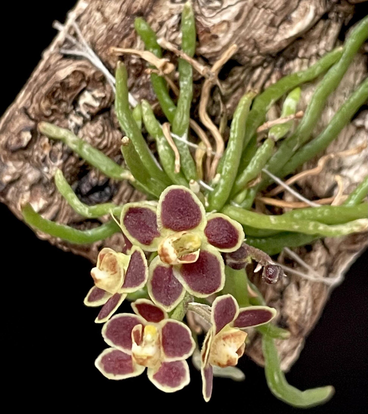 Chiloschista lunifera is a unique, predominantly leafless orchid species within the Vanda/Phalaenopsis alliance, native to the Eastern Himalayas (including Assam), Myanmar, Thailand, Laos, and Northeast India. It typically occurs at altitudes between 150 m and 600–800 m in semi-deciduous forests.