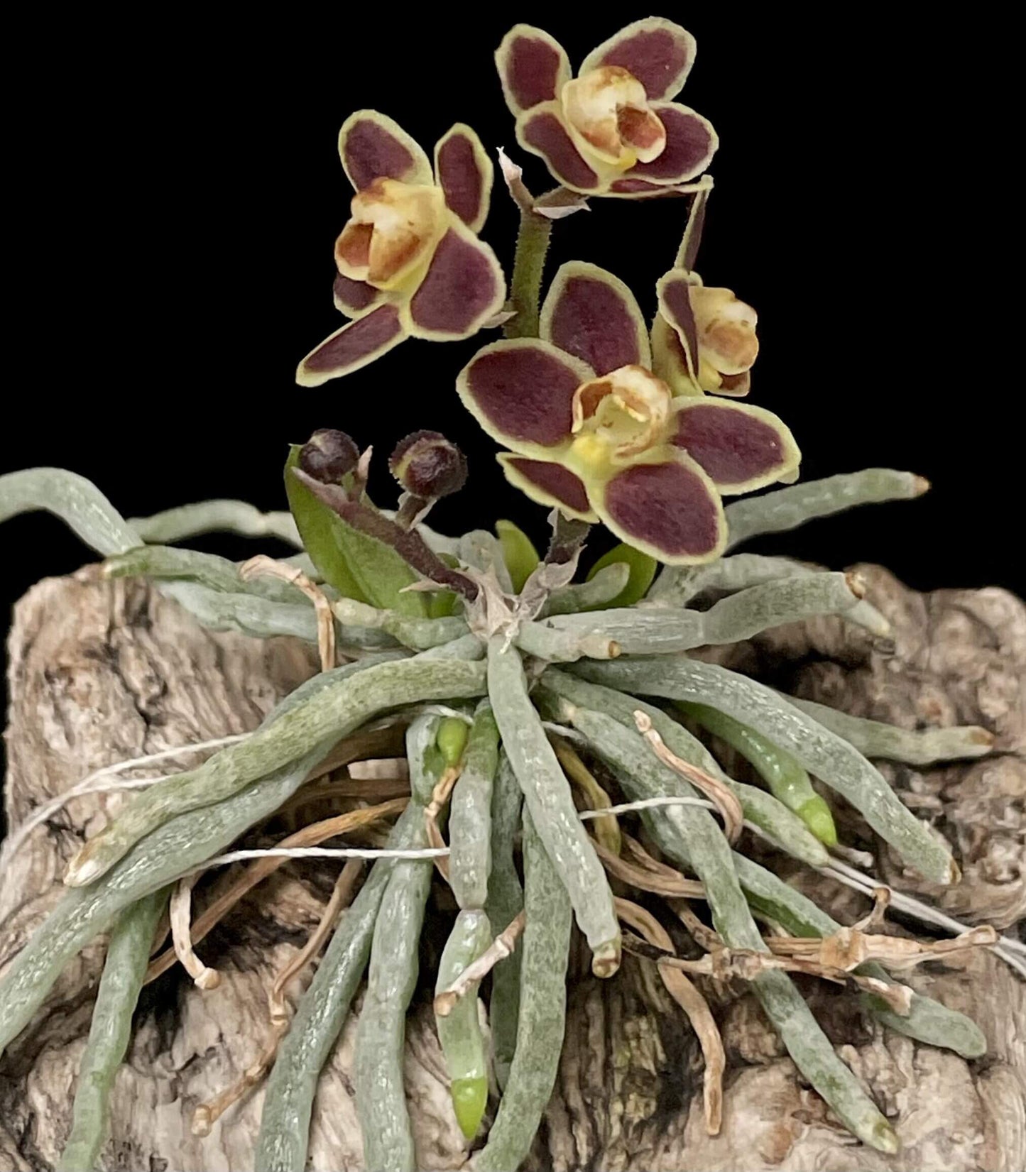 Chiloschista lunifera is a unique, predominantly leafless orchid species within the Vanda/Phalaenopsis alliance, native to the Eastern Himalayas (including Assam), Myanmar, Thailand, Laos, and Northeast India. It typically occurs at altitudes between 150 m and 600–800 m in semi-deciduous forests.