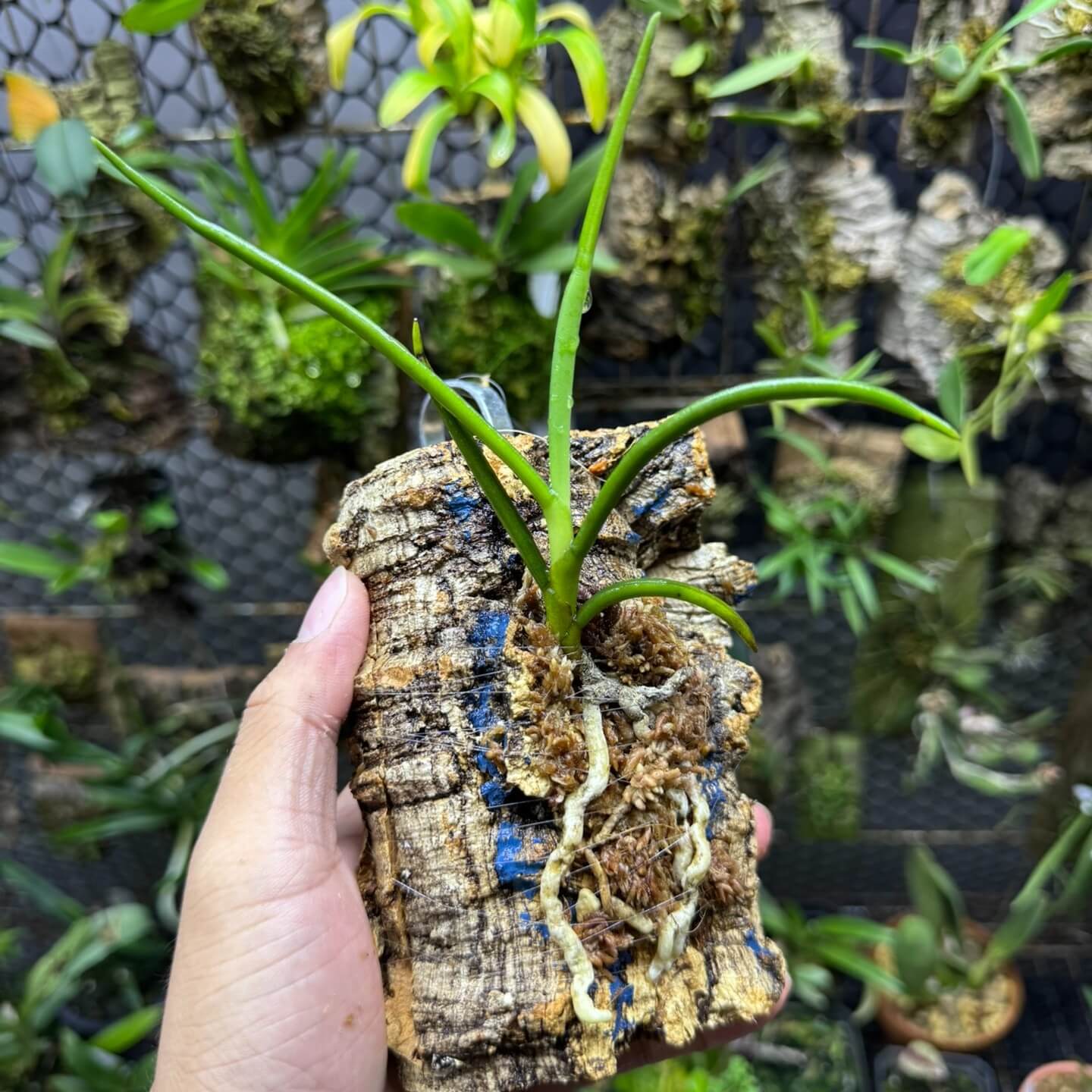 Cleisocentron merrillianum is a rare and striking orchid species native to the montane and riverine forests of northern Borneo, typically found at elevations between 1,100 and 3,000 meters (3,600–9,800 feet) . This species is noted for its unique blue-toned flowers, making it a prized specimen among orchid enthusiasts.