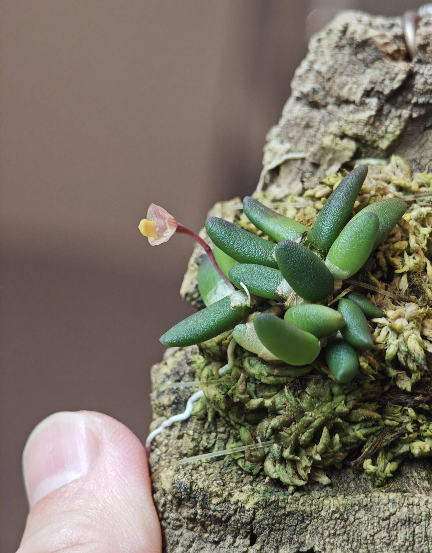 Dendrobium lichenastrum, commonly known as the "Common Button Orchid," is a miniature epiphytic or lithophytic orchid native to the rainforests and open forests of far north Queensland, Australia. It thrives at elevations ranging from sea level to 1,950 meters and is well-suited for cultivation in terrariums or as a mounted specimen in temperate to subtropical climates.
