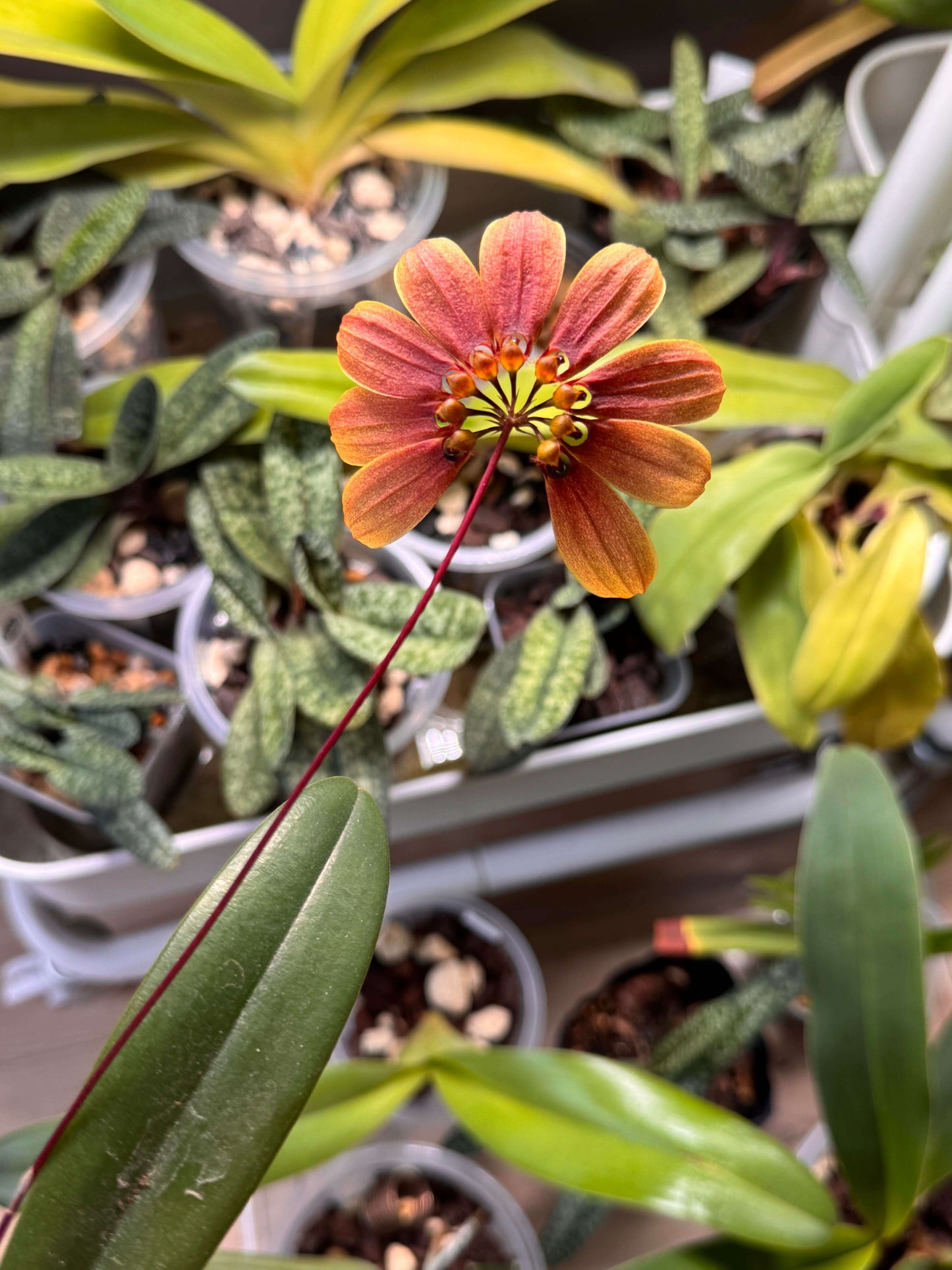 Bulbophyllum mastersianum is a captivating miniature orchid native to the montane forests of Borneo and the Moluccas, thriving at elevations up to approximately 500 meters.