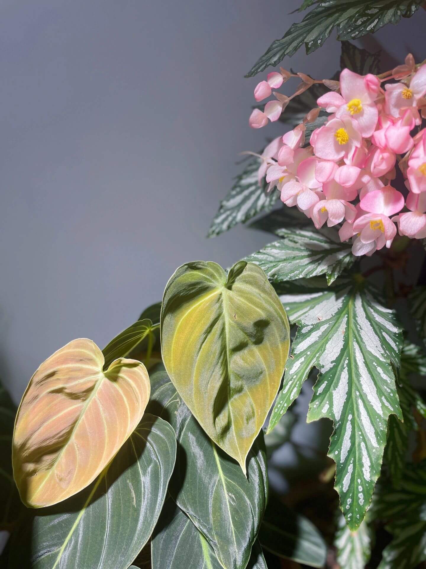 Begonia ‘Sophie Cecile’ (also known as ‘Sophia’ in some contexts) is a striking cane-stem or “angel wing” begonia cultivar first created by hybridizer Belva Nelson Kusler in 1961, via a cross between Begonia ‘Lenore Olivier’ and Begonia aconitifolia.