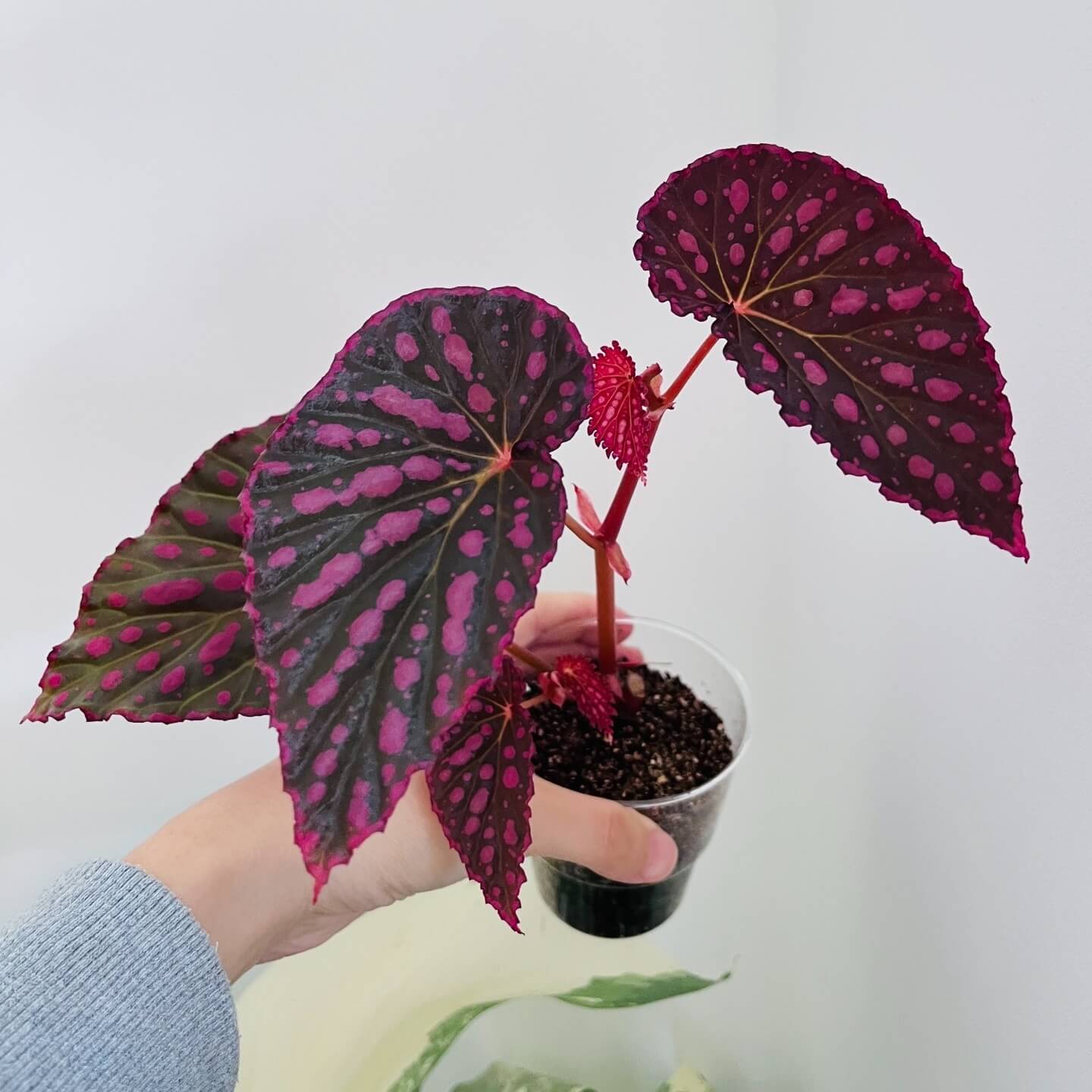Begonia (Negroensis x Chlorosticta) is a striking hybrid Begonia that combines the unique traits of its parent plants. Its deep green leaves are adorned with vibrant pink spots, and the edges of the leaves are lined with a soft pink border, creating a beautiful contrast. This Begonia is a perfect addition to any indoor space, bringing both elegance and color with minimal maintenance required.