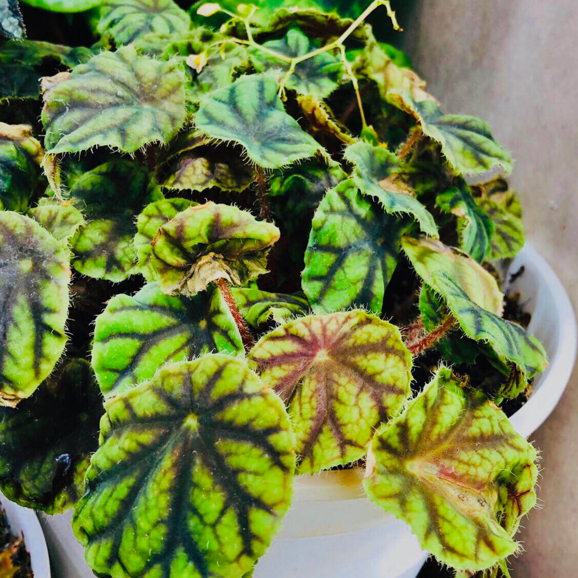A rare begonia native to the Nimba Mountains of West Africa, including Guinea, Ivory Coast, and Liberia. This striking subspecies is prized for its vibrant foliage with red veins and its suitability for indoor gardens and terrariums.