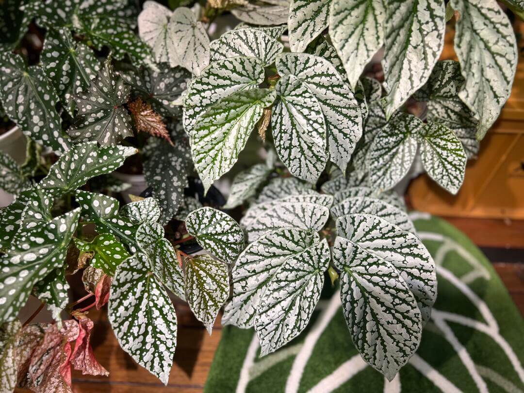 Begonia Juanita Jewel is a captivating hybrid begonia with deep green leaves beautifully marked by striking silver spots and patches, reminiscent of delicate snowflakes. Reaching a mature height of around 30–60 cm, it is an ideal choice for adding beauty to compact indoor spaces.