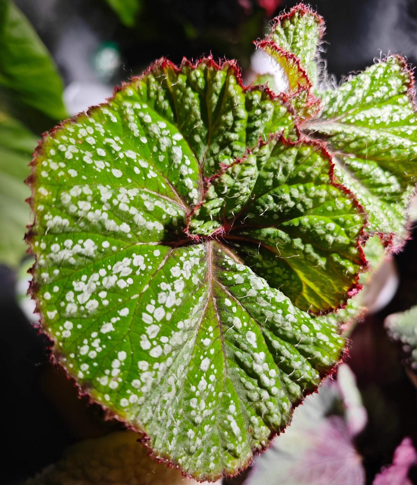 Begonia Baby Smile is a decorative-leaf variety developed by breeders Pavel and Elena Enikeev (Dimetris). This begonia stands out for its compact size and vibrant, eye-catching foliage. The leaves are a rich salad green with white spots in various shapes, giving the plant an attractive and striking appearance. Additionally, the petioles (stems) are bright red and densely covered with fine hairs, adding extra charm to this beautiful plant.