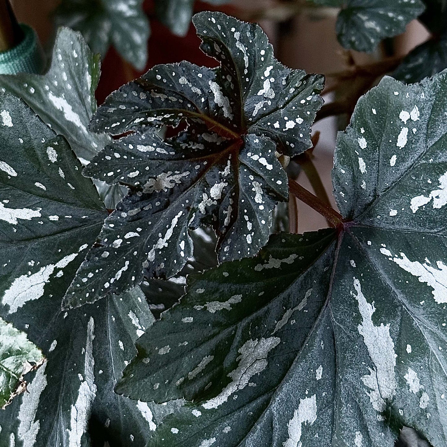 Begonia Diadema 'Pink Delight' is a captivating hybrid begonia known for its striking foliage and delicate pink flowers. This cultivar is a cross between Begonia diadema and Begonia odorata, combining the best traits of both species.