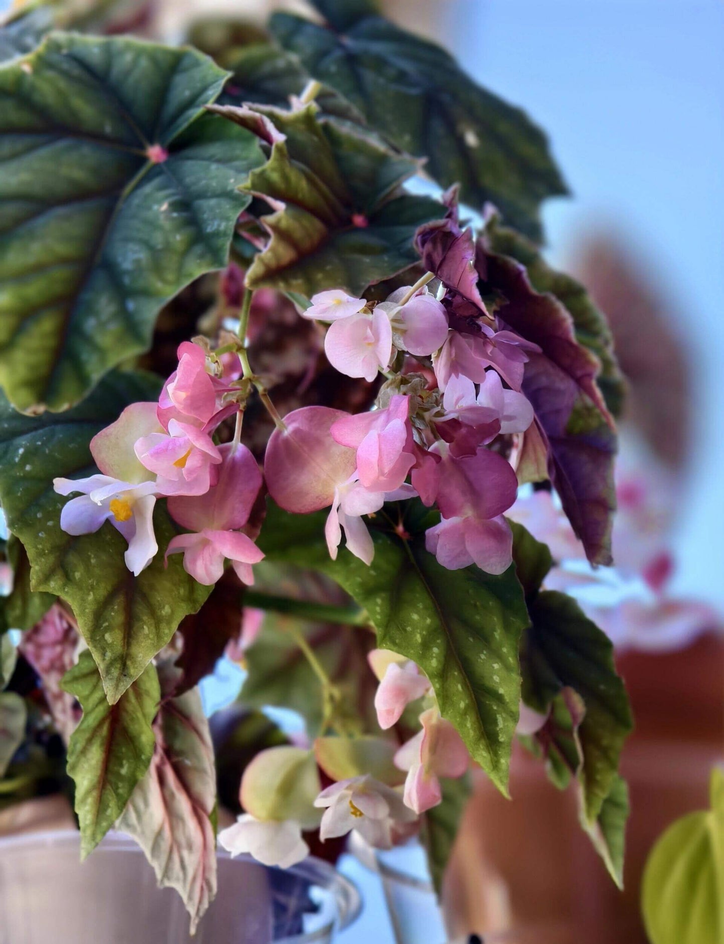 Begonia 'Lubbergei' is a charming hybrid begonia resulting from the cross between Begonia lubbersii and Begonia dregei. This cultivar is celebrated for its elegant foliage and manageable care requirements, making it a favorite among begonia enthusiasts.