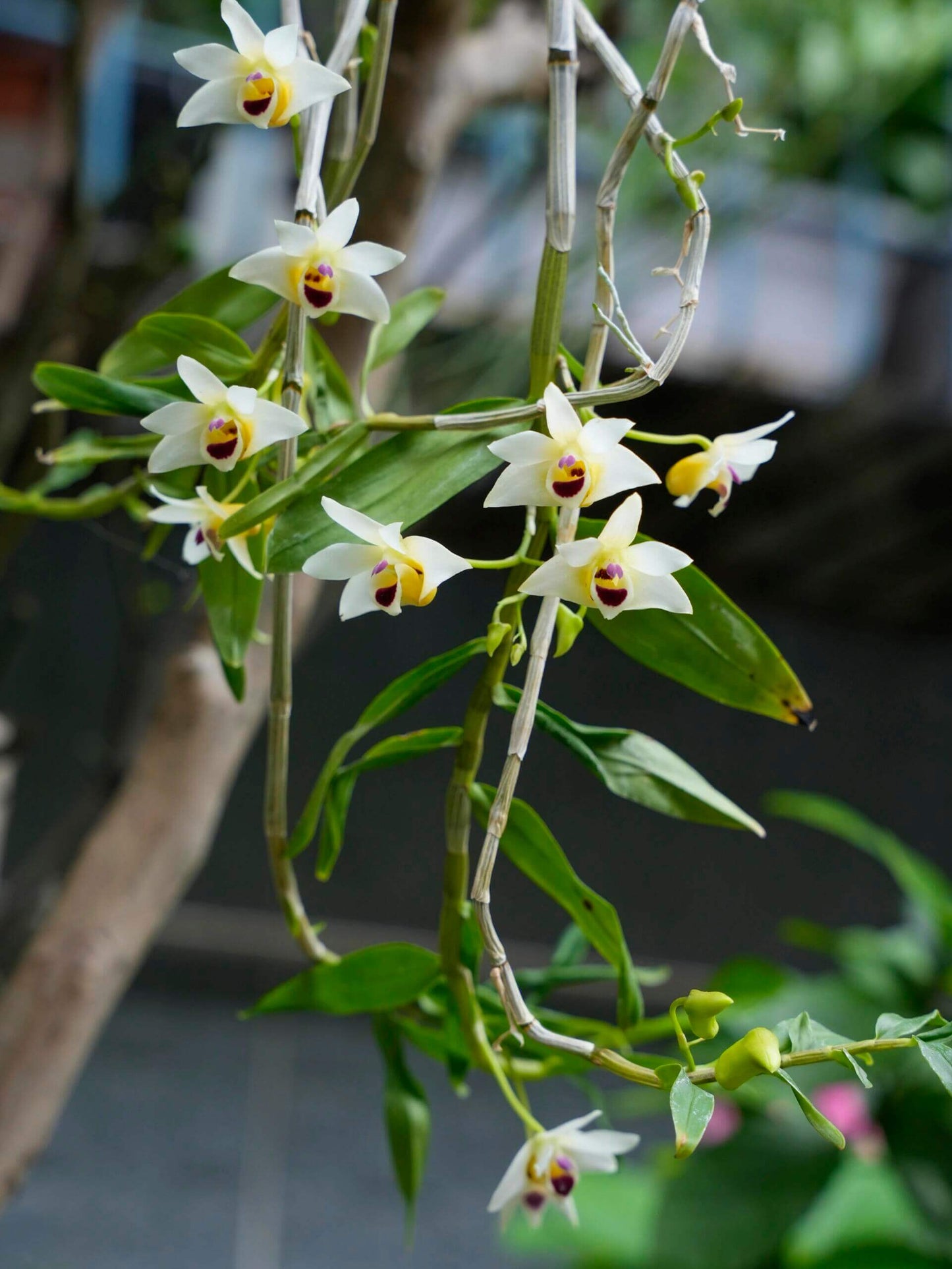 Dendrobium scoriarum, described by W.W. Smith in 1921, is a cool-growing epiphytic or lithophytic orchid native to the subtropical regions of southeastern Yunnan and Guangxi in China, extending into northern Vietnam. It thrives at elevations around 1,200 meters, often found on tree trunks and rocks in sparse woodlands or at the forest edge.