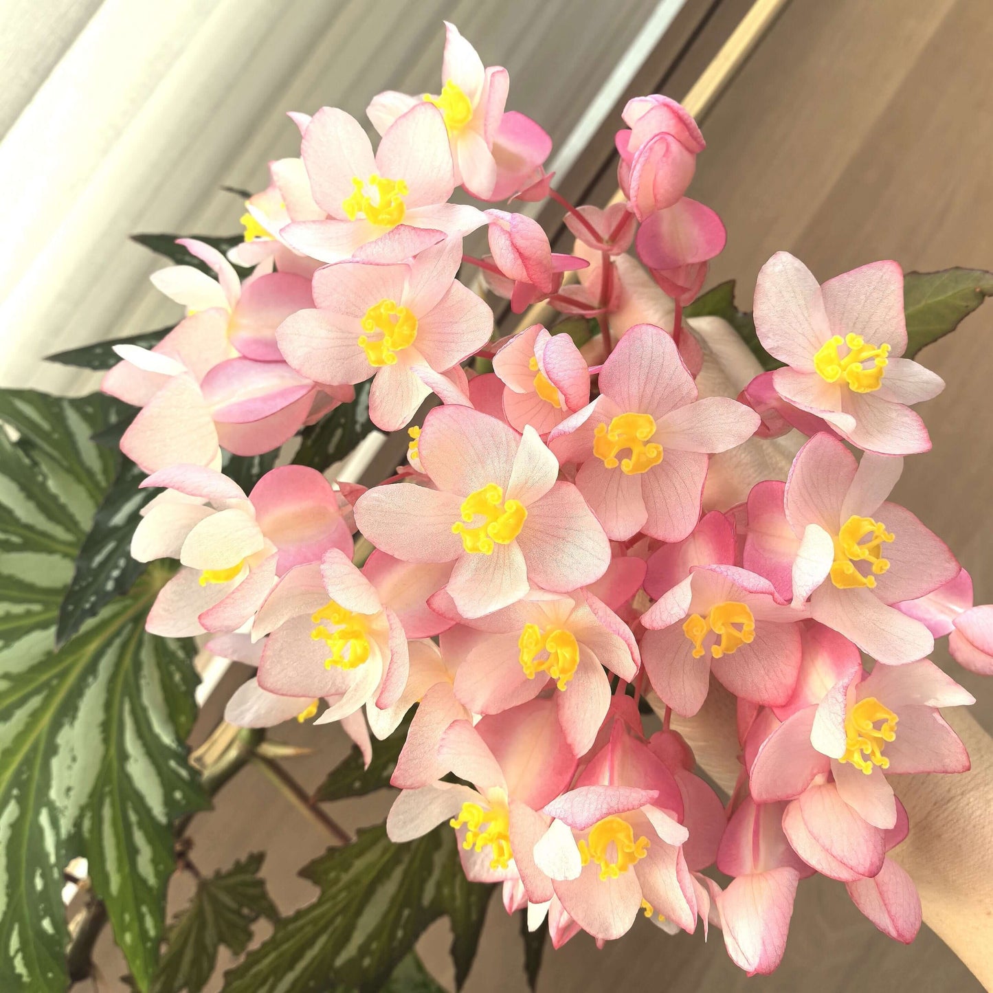 Begonia ‘Sophie Cecile’ (also known as ‘Sophia’ in some contexts) is a striking cane-stem or “angel wing” begonia cultivar first created by hybridizer Belva Nelson Kusler in 1961, via a cross between Begonia ‘Lenore Olivier’ and Begonia aconitifolia.