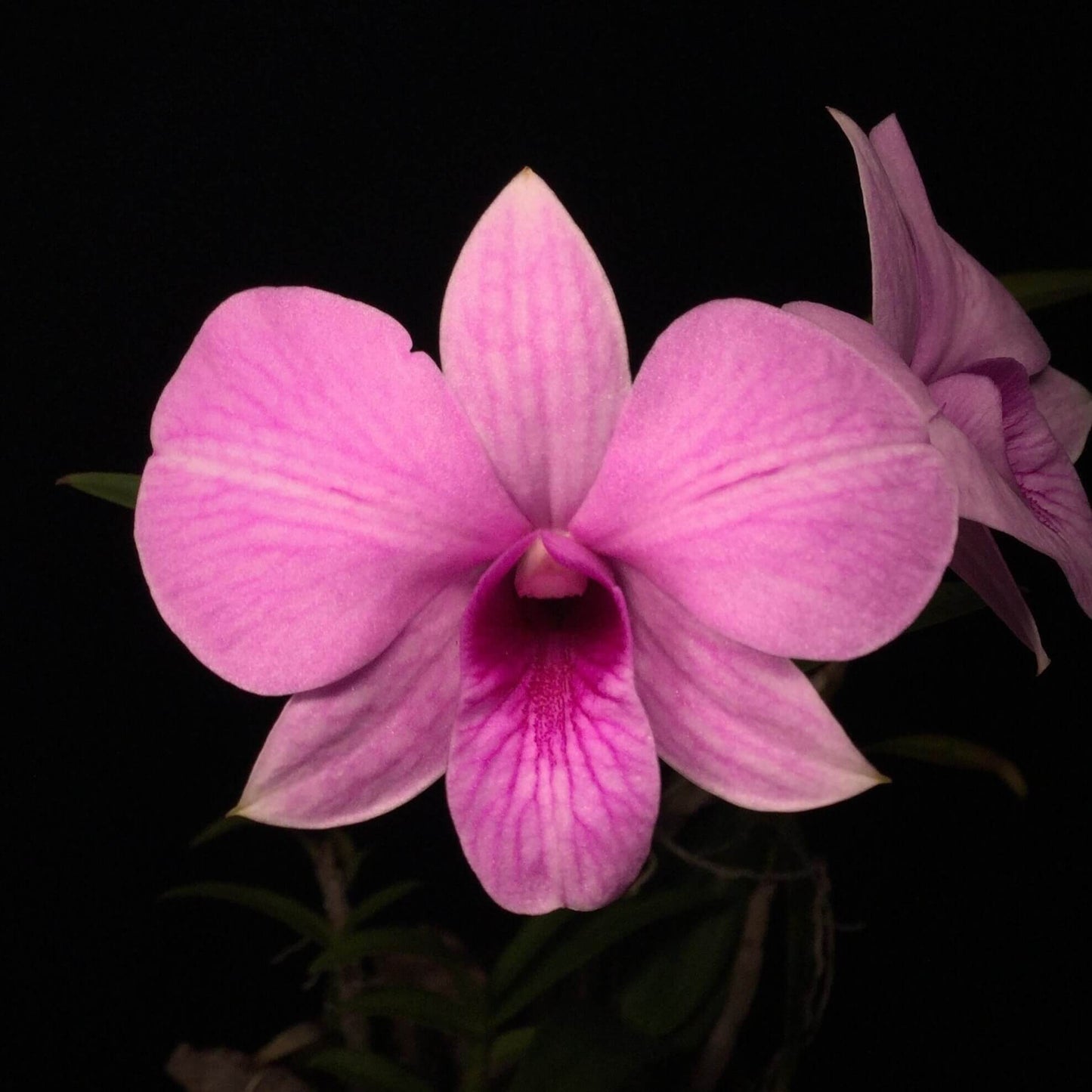 Dendrobium bigibbum, commonly known as the Cooktown Orchid, is a striking epiphytic or lithophytic orchid native to tropical North Queensland, Australia, and parts of New Guinea. This species is renowned for its vibrant, long-lasting flowers and is the progenitor of many popular hybrid orchids.