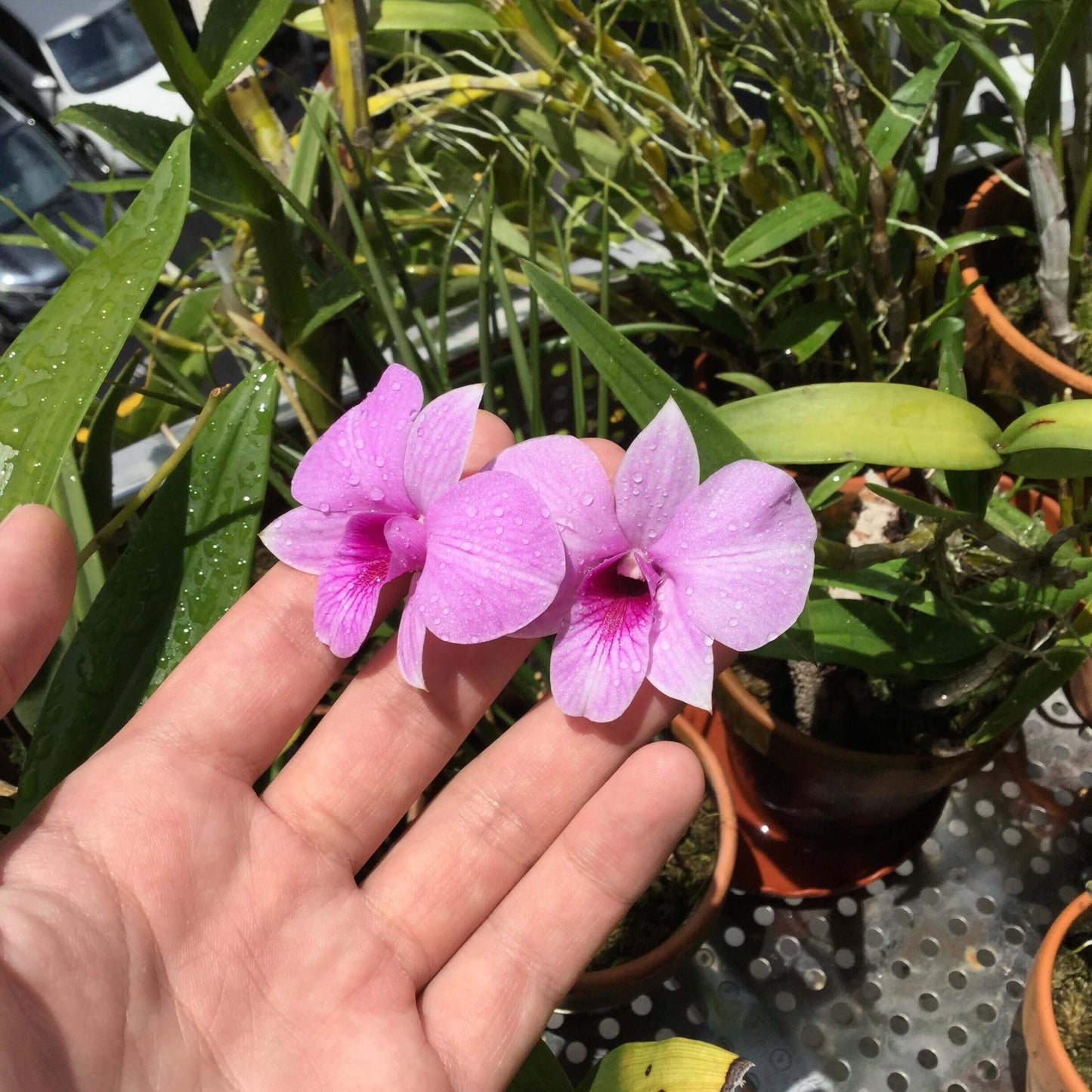 Dendrobium bigibbum, commonly known as the Cooktown Orchid, is a striking epiphytic or lithophytic orchid native to tropical North Queensland, Australia, and parts of New Guinea. This species is renowned for its vibrant, long-lasting flowers and is the progenitor of many popular hybrid orchids.