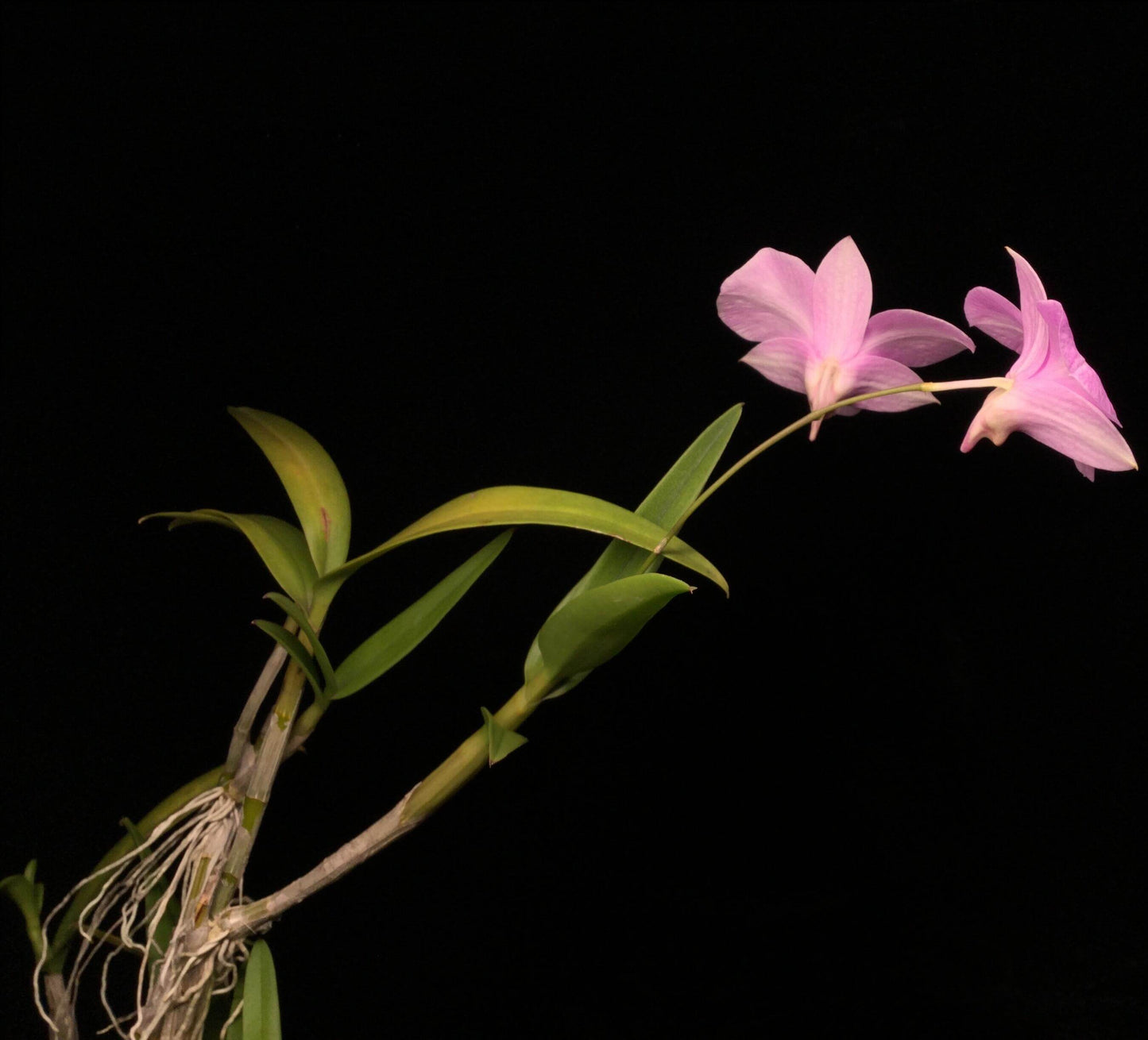 Dendrobium bigibbum, commonly known as the Cooktown Orchid, is a striking epiphytic or lithophytic orchid native to tropical North Queensland, Australia, and parts of New Guinea. This species is renowned for its vibrant, long-lasting flowers and is the progenitor of many popular hybrid orchids.