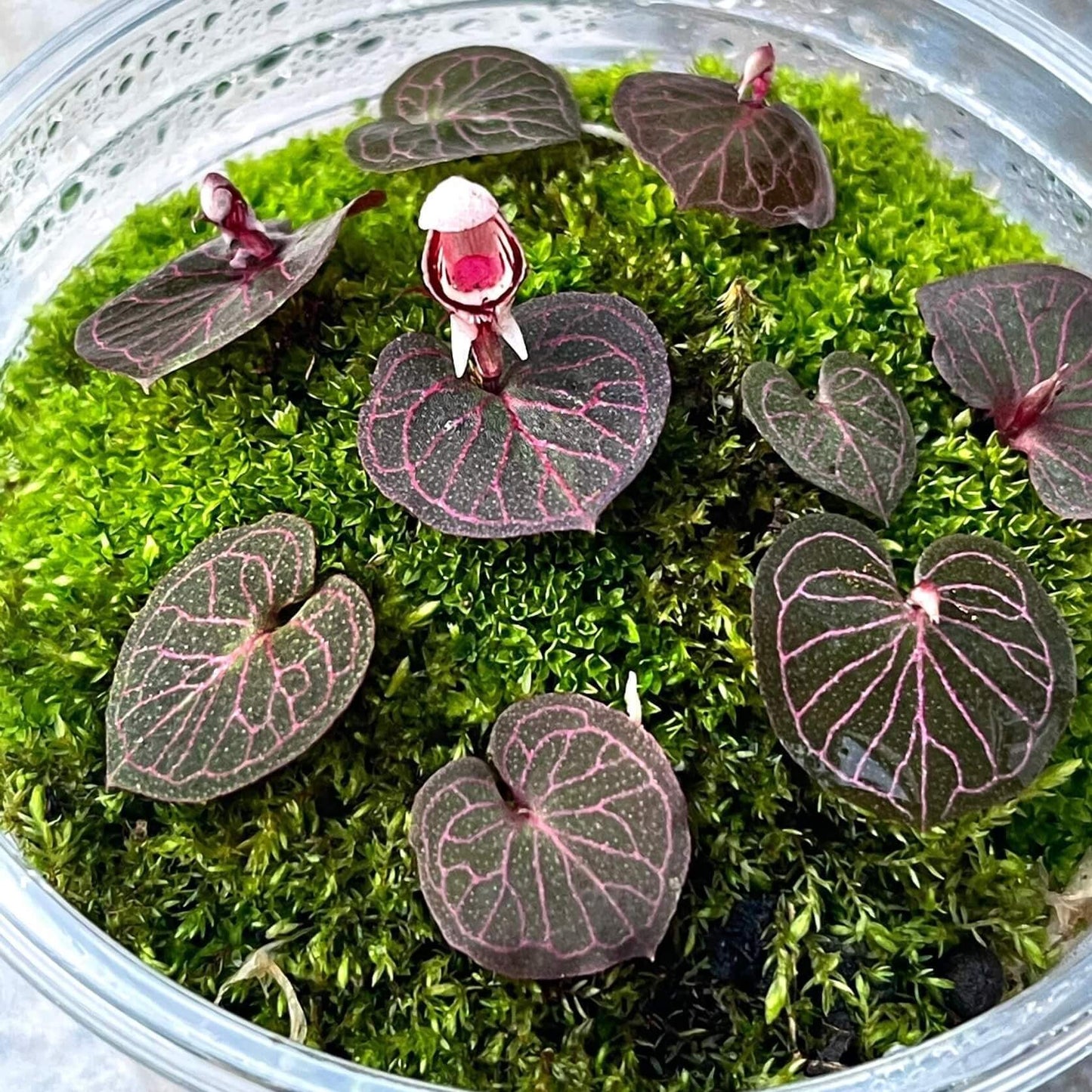Corybas ecarinatus is a rare and enigmatic terrestrial orchid species native to southern Thailand. Belonging to the Corybas genus, known for its distinctive helmet-shaped flowers, this species is notable for its unique morphology and specific ecological requirements.
