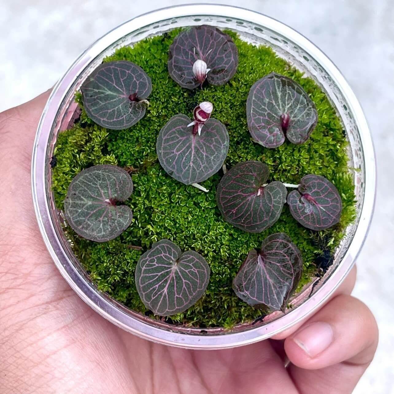 Corybas ecarinatus is a rare and enigmatic terrestrial orchid species native to southern Thailand. Belonging to the Corybas genus, known for its distinctive helmet-shaped flowers, this species is notable for its unique morphology and specific ecological requirements.