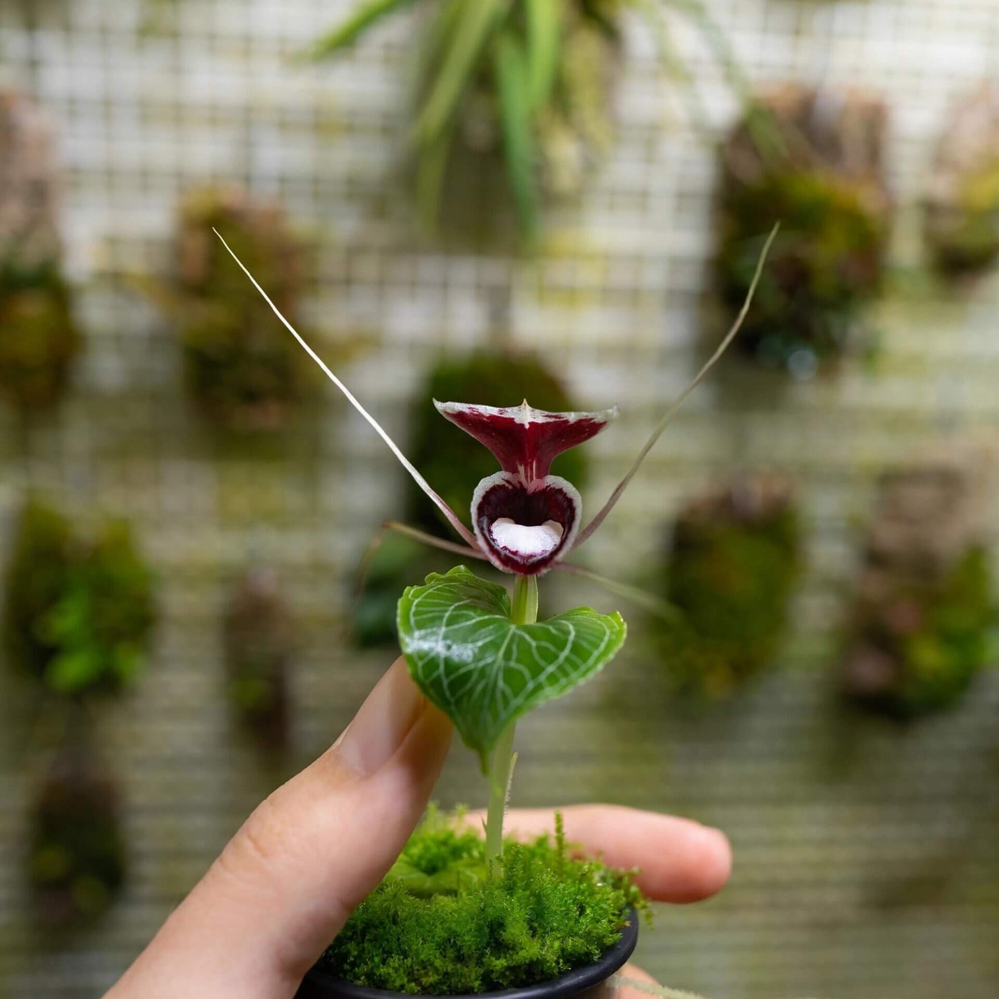 Corybas pictus is a rare and visually striking orchid species known for its distinctive helmet-shaped flowers. Belonging to the Corybas genus, this species is native to Southeast Asia, including regions such as Malaysia, Java, Sumatra, and Borneo. It typically inhabits disturbed areas in foothills and lower montane forests at elevations ranging from 700 to 2000 meters.
