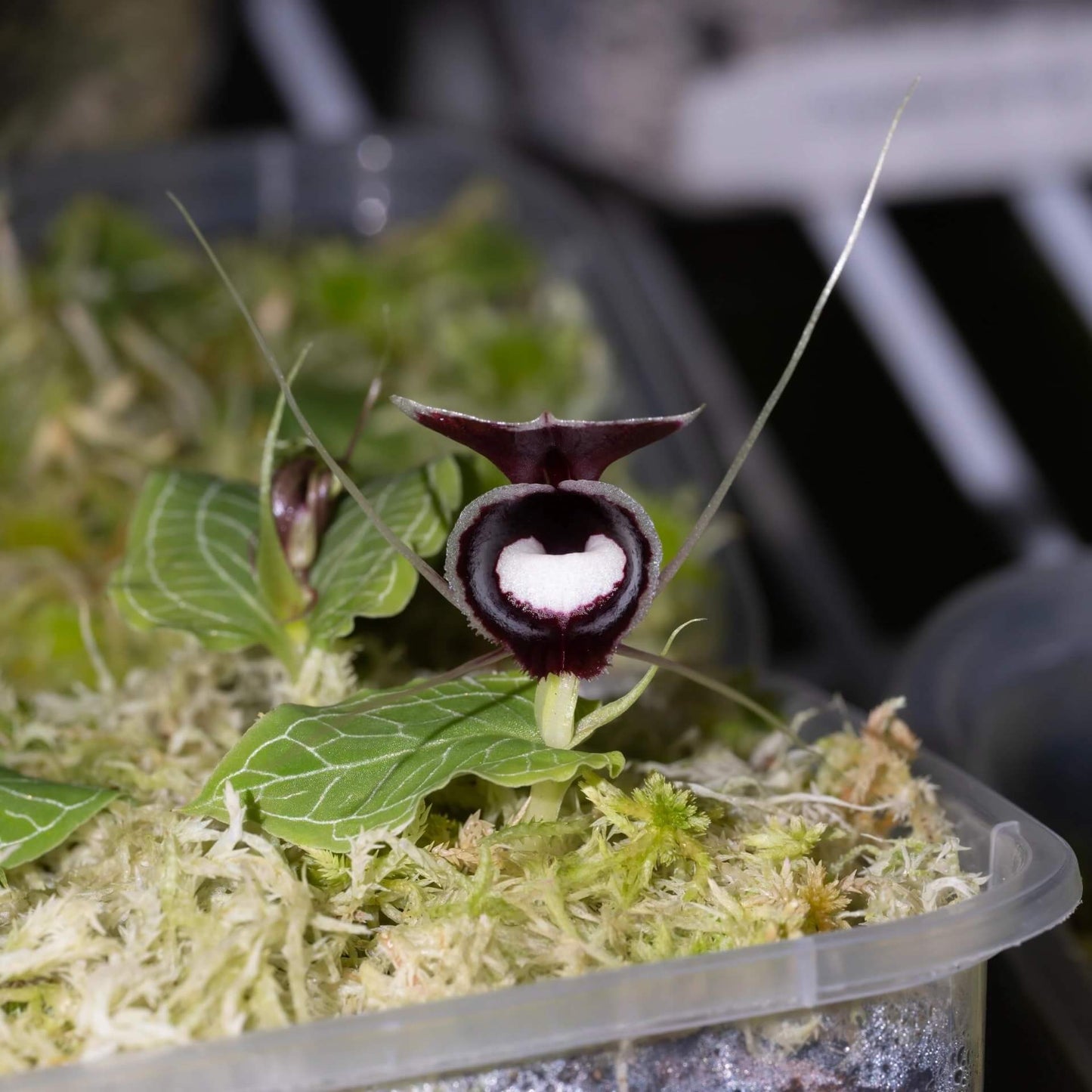 Corybas pictus is a rare and visually striking orchid species known for its distinctive helmet-shaped flowers. Belonging to the Corybas genus, this species is native to Southeast Asia, including regions such as Malaysia, Java, Sumatra, and Borneo. It typically inhabits disturbed areas in foothills and lower montane forests at elevations ranging from 700 to 2000 meters.