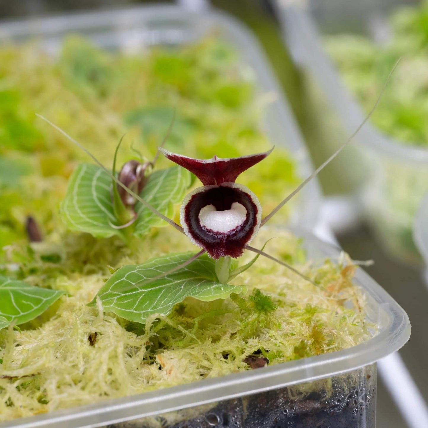 Corybas pictus is a rare and visually striking orchid species known for its distinctive helmet-shaped flowers. Belonging to the Corybas genus, this species is native to Southeast Asia, including regions such as Malaysia, Java, Sumatra, and Borneo. It typically inhabits disturbed areas in foothills and lower montane forests at elevations ranging from 700 to 2000 meters.