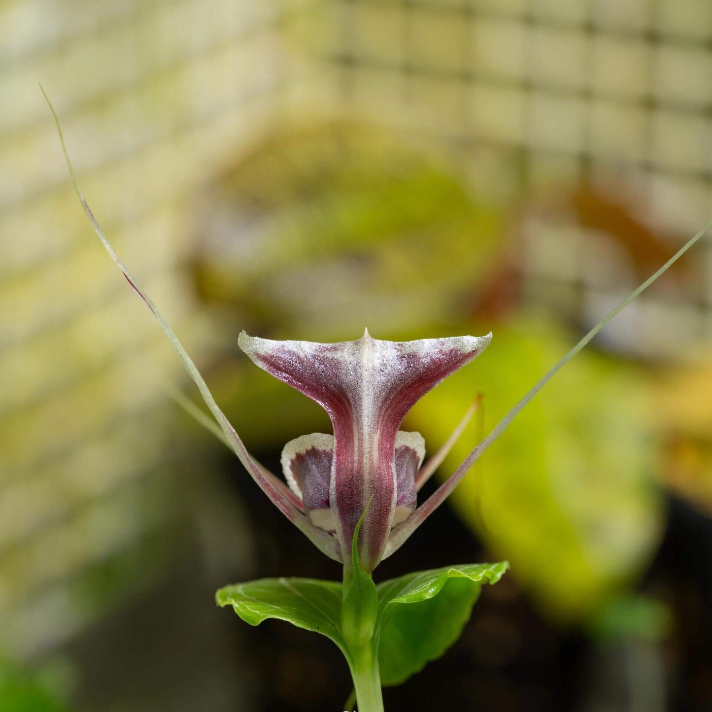 Corybas pictus is a rare and visually striking orchid species known for its distinctive helmet-shaped flowers. Belonging to the Corybas genus, this species is native to Southeast Asia, including regions such as Malaysia, Java, Sumatra, and Borneo. It typically inhabits disturbed areas in foothills and lower montane forests at elevations ranging from 700 to 2000 meters.