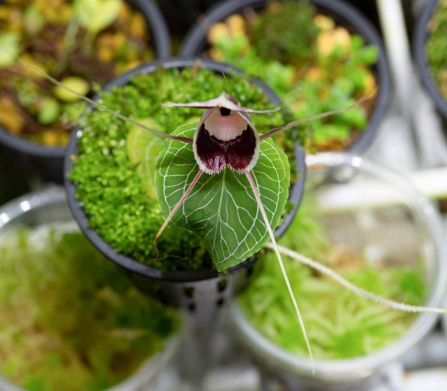 Corybas pictus is a rare and visually striking orchid species known for its distinctive helmet-shaped flowers. Belonging to the Corybas genus, this species is native to Southeast Asia, including regions such as Malaysia, Java, Sumatra, and Borneo. It typically inhabits disturbed areas in foothills and lower montane forests at elevations ranging from 700 to 2000 meters.