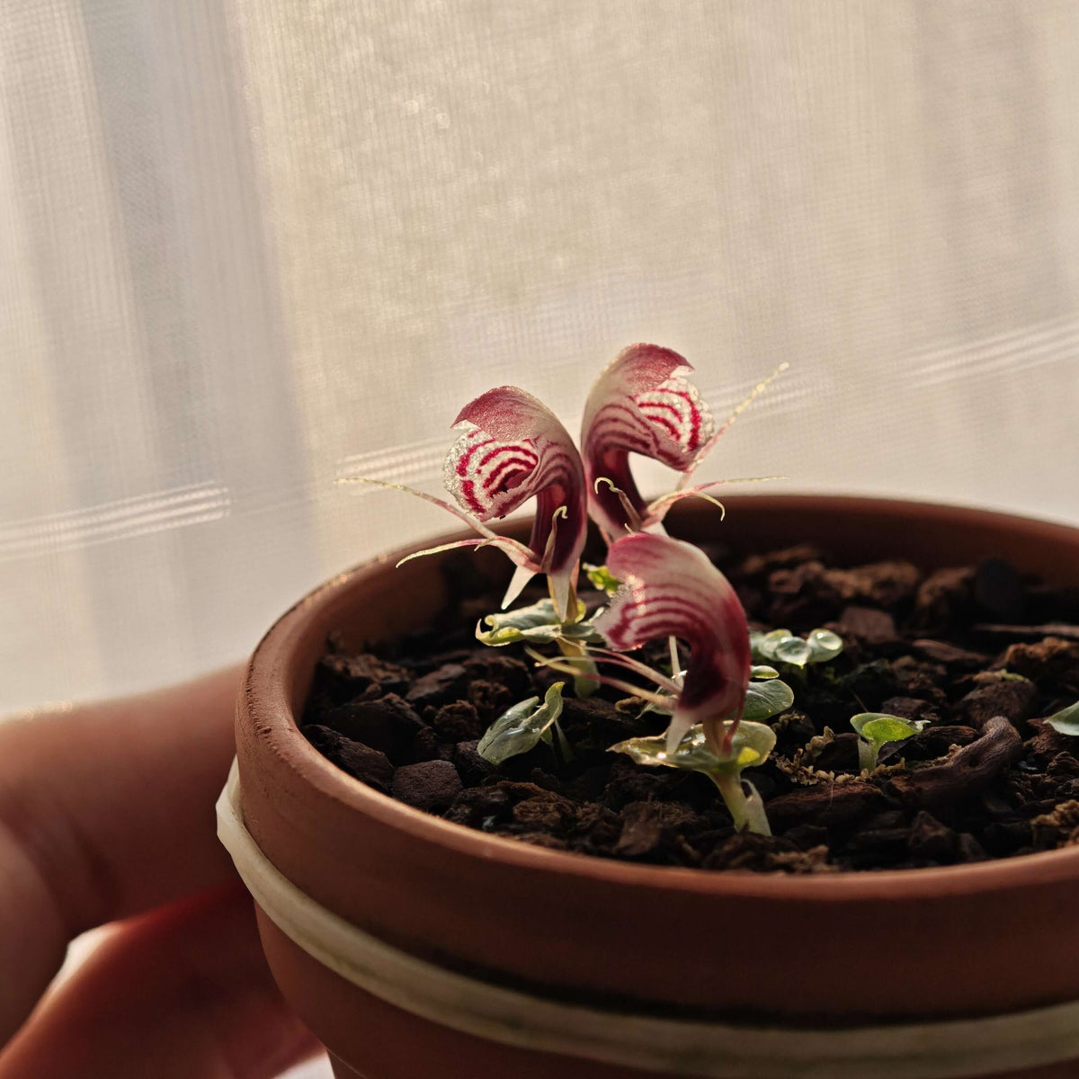 Corybas shanlinshiensis is a very small terrestrial orchid belonging to the genus Corybas, commonly known as helmet orchids. It typically produces a single leaf and a single flower, with the flower forming a hood-like structure created by a large dorsal sepal that curves over the reproductive column.
