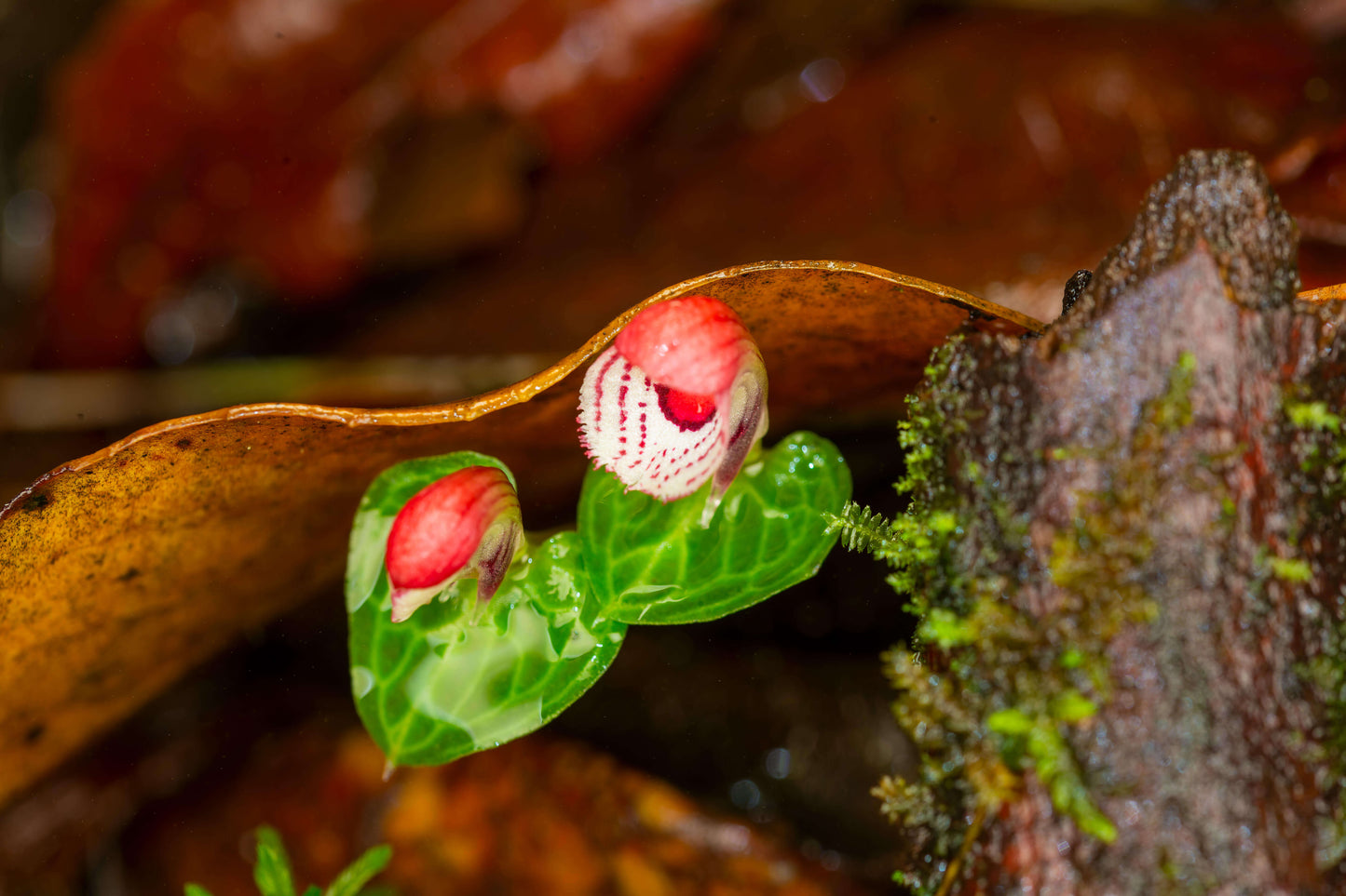 Corybas taliensis Tang & F.T. Wang (1951) is an accepted species native to western Sichuan and western Yunnan, China. It is a tuberous geophyte that thrives in temperate environments. This orchid produces a single, small flower—about 0.6 inches (1.4 cm) across—and grows terrestrially or lithophytically on mossy rocks or forest floors at elevations of 1,500–2,600 m. It is characterized by a heart-shaped, net-veined leaf and a short, hairy subterranean stem.