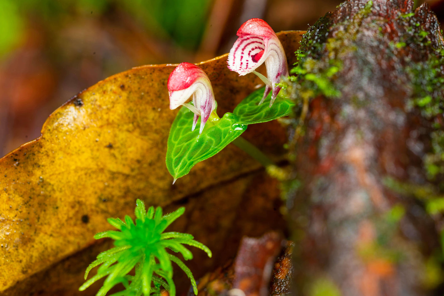 Corybas taliensis Tang & F.T. Wang (1951) is an accepted species native to western Sichuan and western Yunnan, China. It is a tuberous geophyte that thrives in temperate environments. This orchid produces a single, small flower—about 0.6 inches (1.4 cm) across—and grows terrestrially or lithophytically on mossy rocks or forest floors at elevations of 1,500–2,600 m. It is characterized by a heart-shaped, net-veined leaf and a short, hairy subterranean stem.